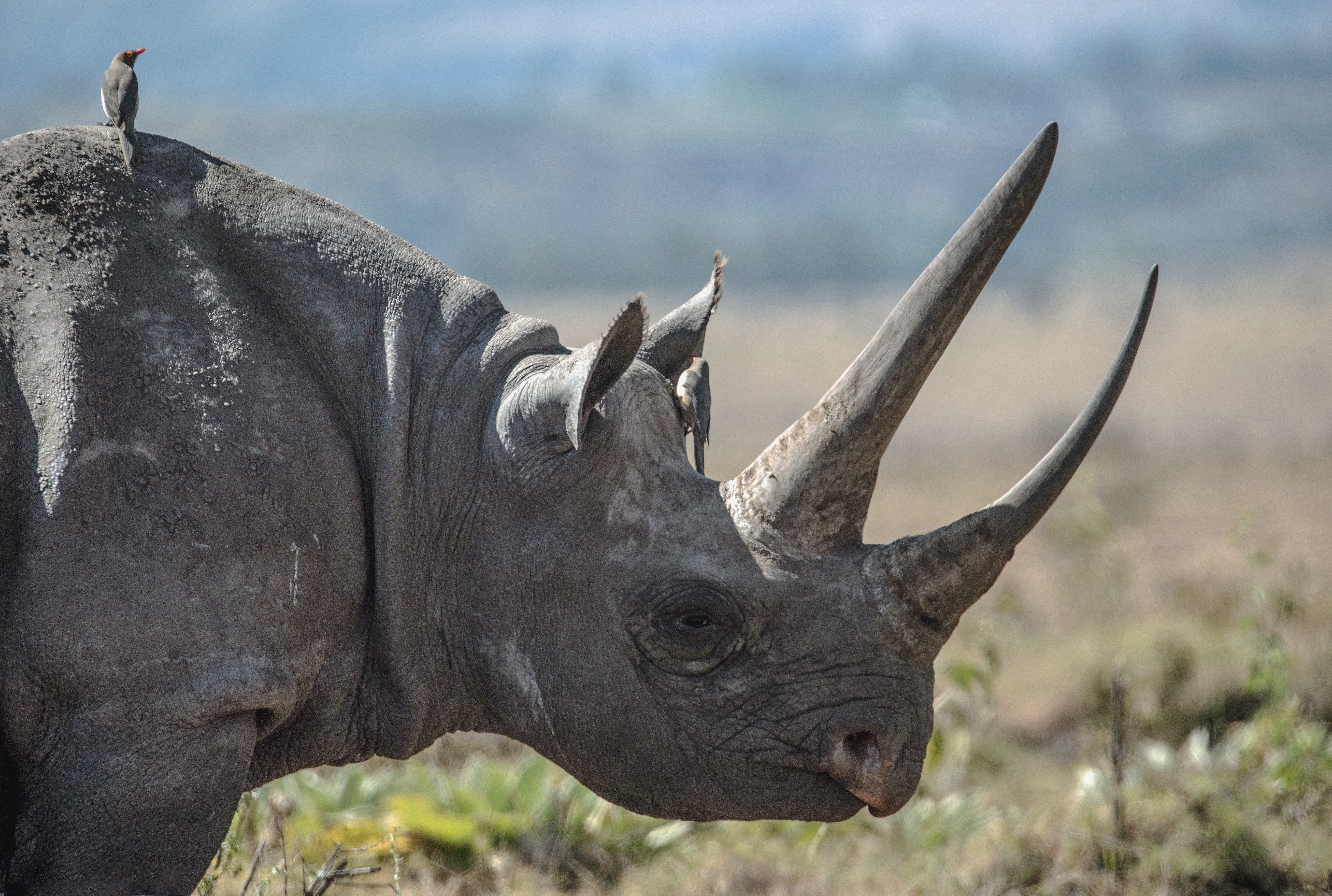 Black rhinoceros. Photo by David Clode on Unsplash