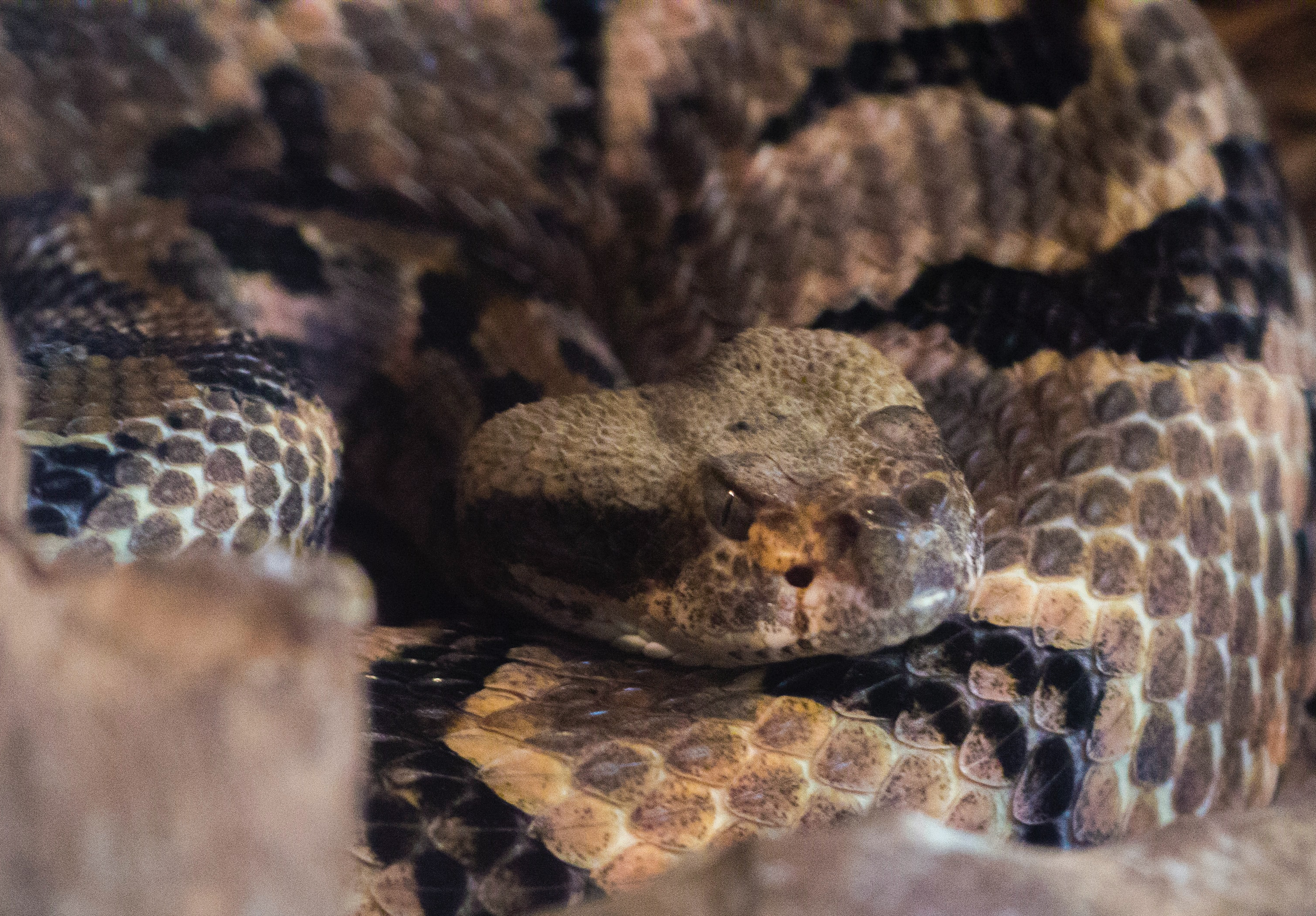 Timber rattlesnake. Photo by De’Andre Bush on Unsplash