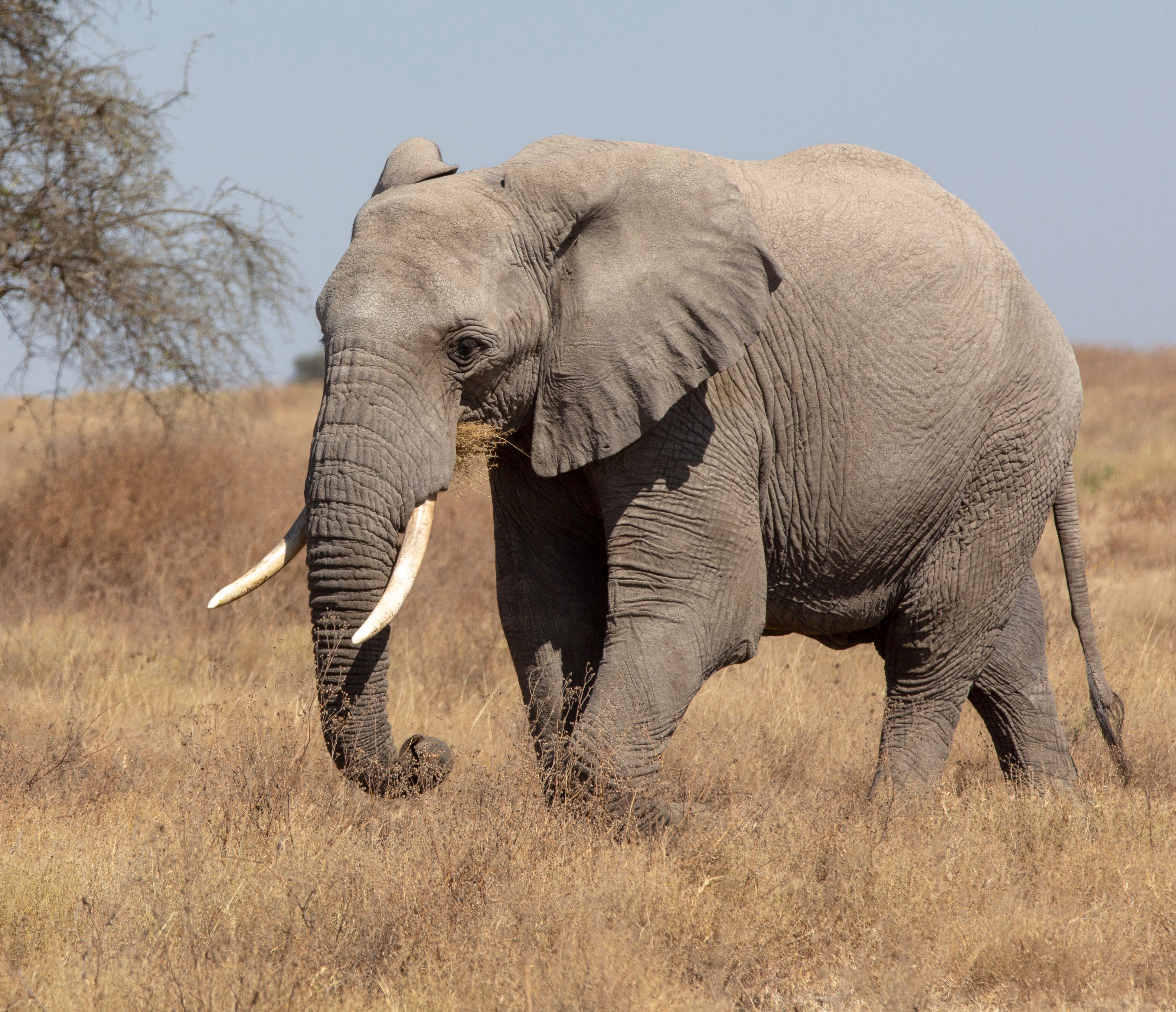 African savanna elephant. Photo by Jean-Daniel Calame on Unsplash