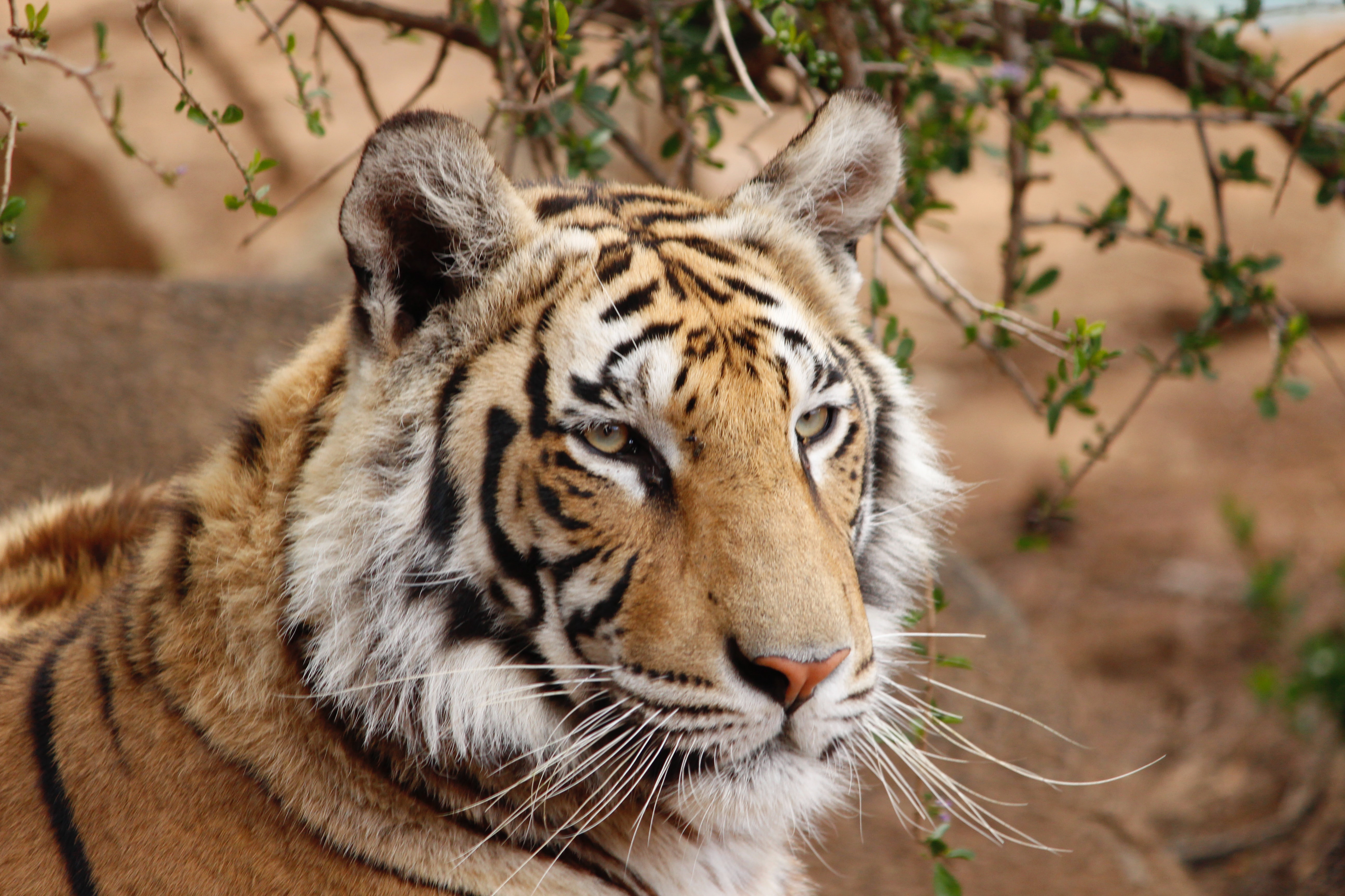 Amur tiger. Photo by Lena Bauermeister on Unsplash