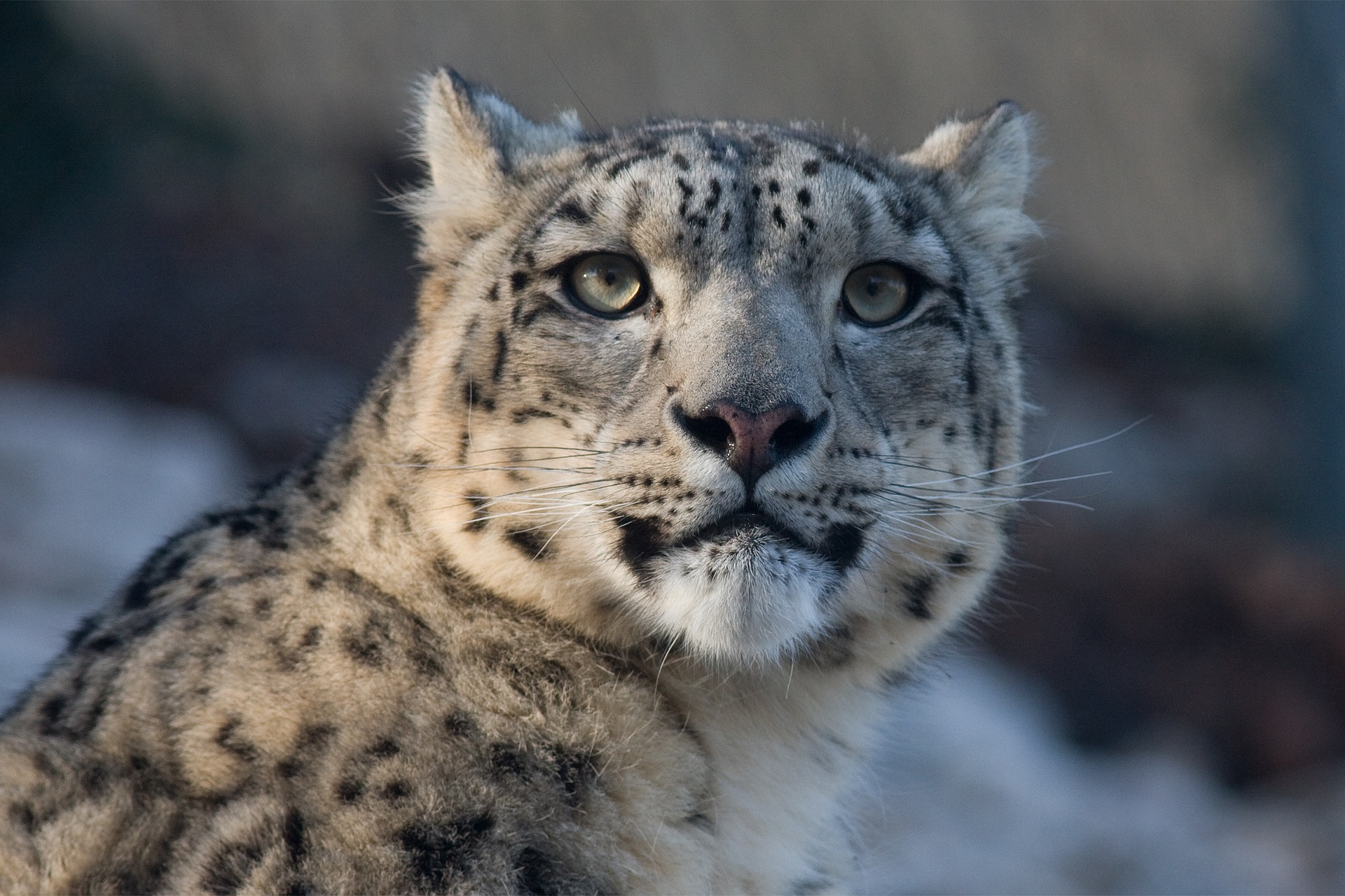 Snow leopard. Photo by 942784 on PIxabay