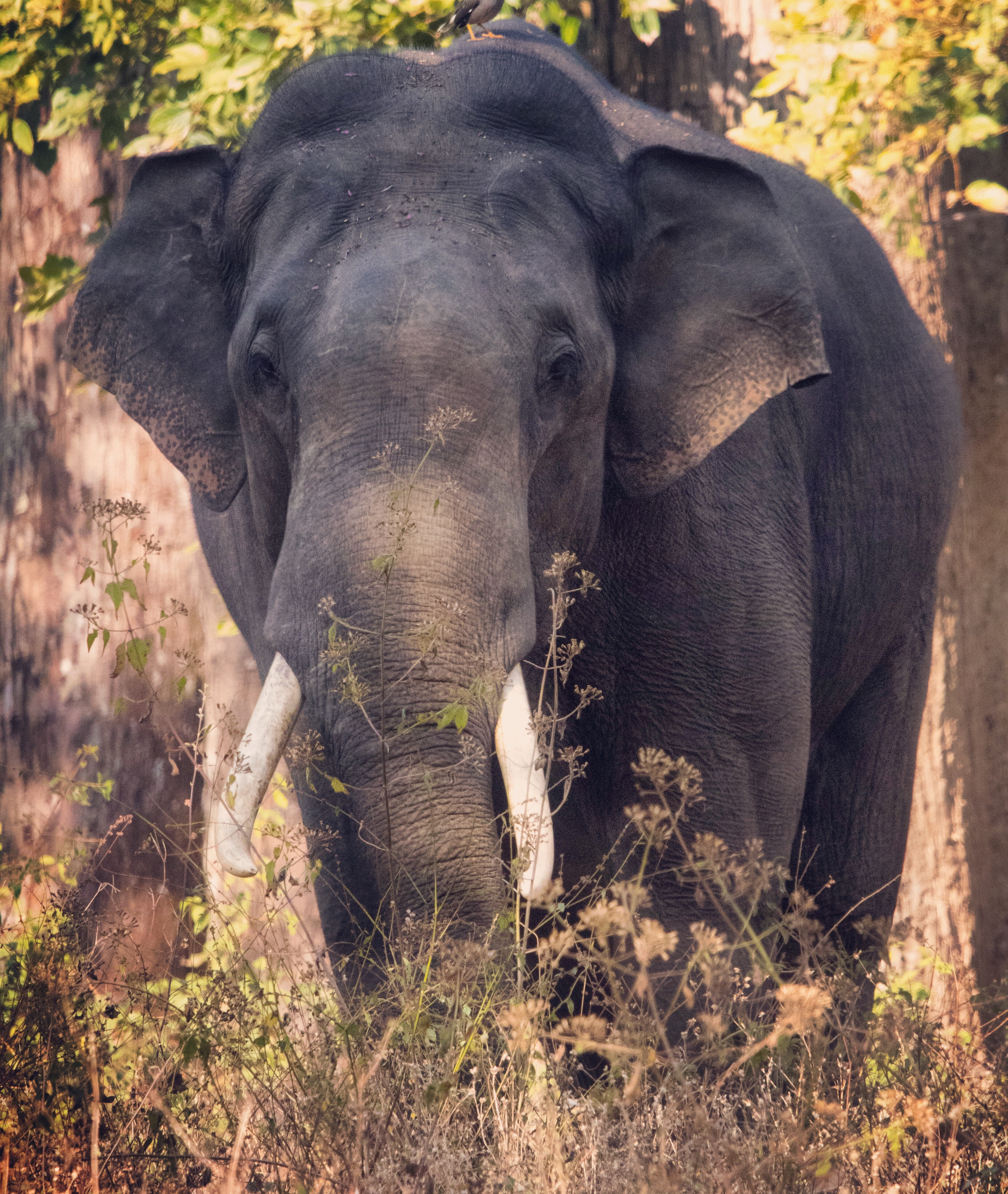 Asian elephant. Photo by Uday Phillips on Unsplash