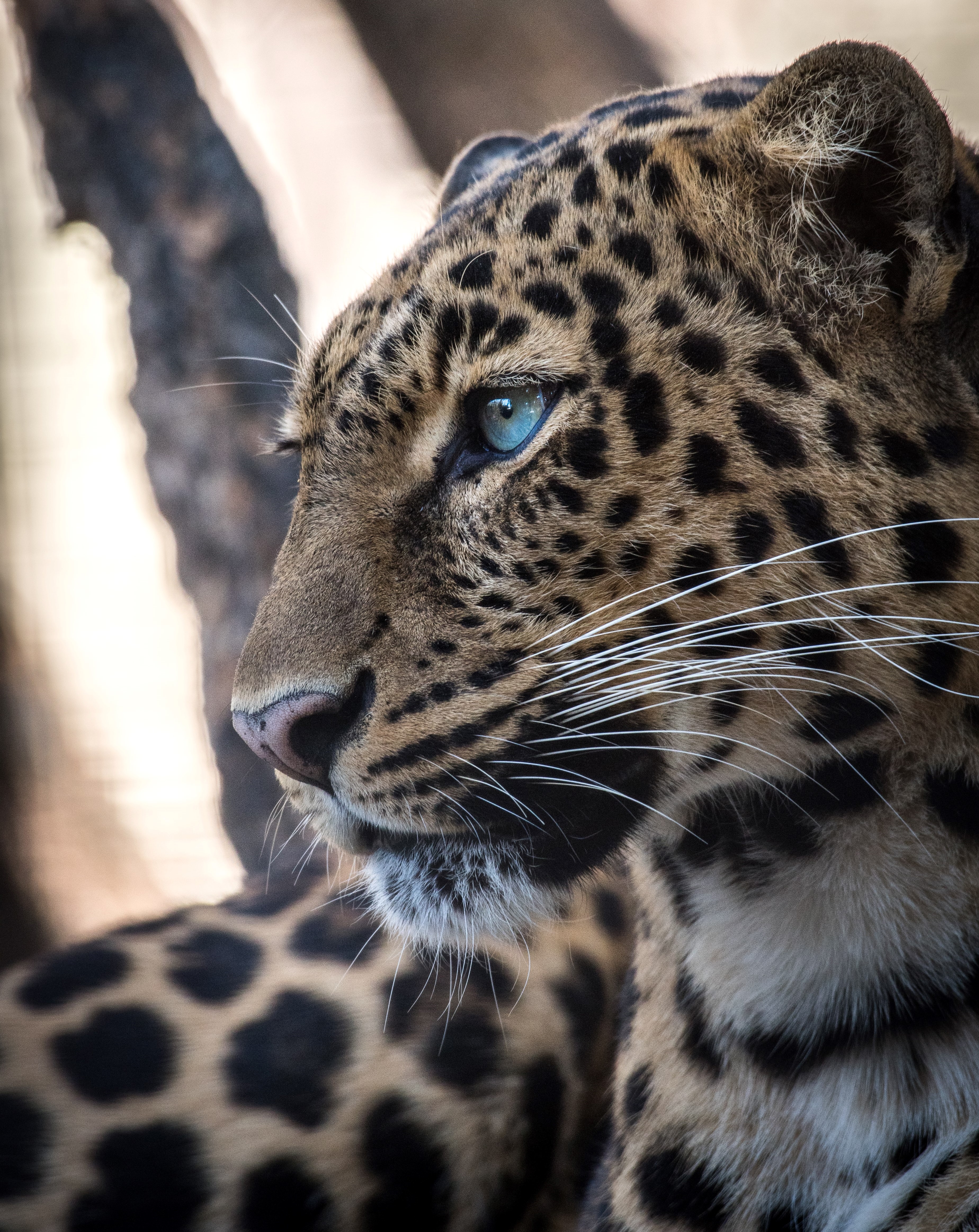 Jaguar. Photo by Uriel Soberanes on Unsplash