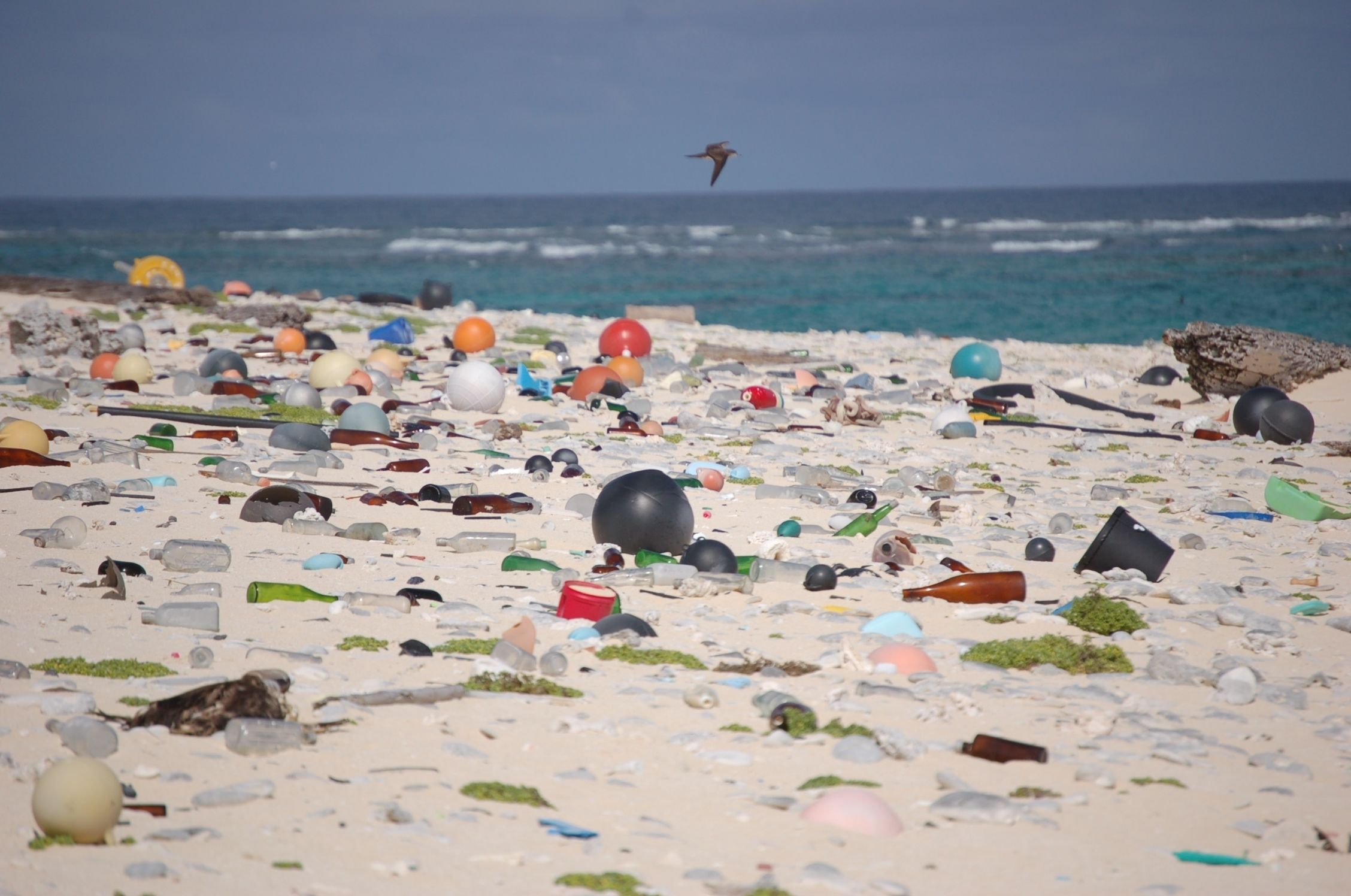 Beach strewn with plastic debris; USFWS