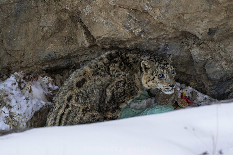 A snow leopard in a pile of garbage by Shashanka Nanda.