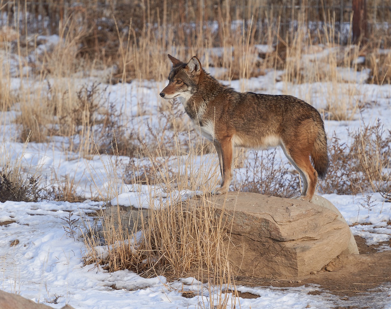 A coyote shown standinb on a rock with some snow on the ground