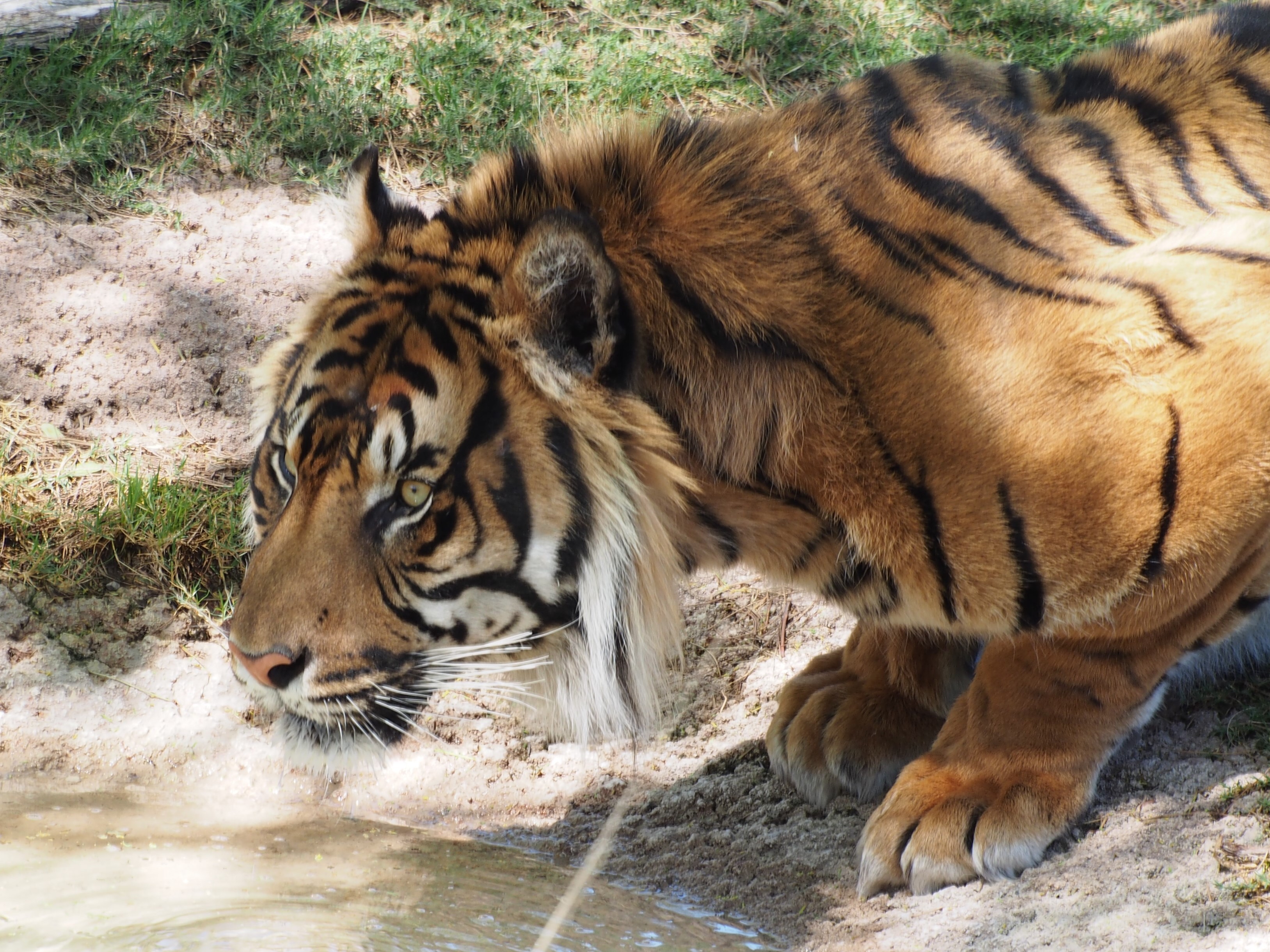 Sumatran tiger crouching to drink water by Jessica Bodgener