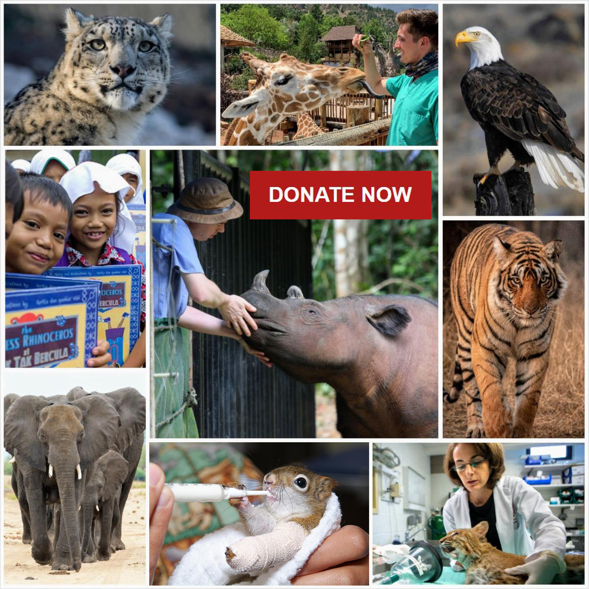 Cornell Wildlife Health Center donation photo collage with wildlife and veterinarians