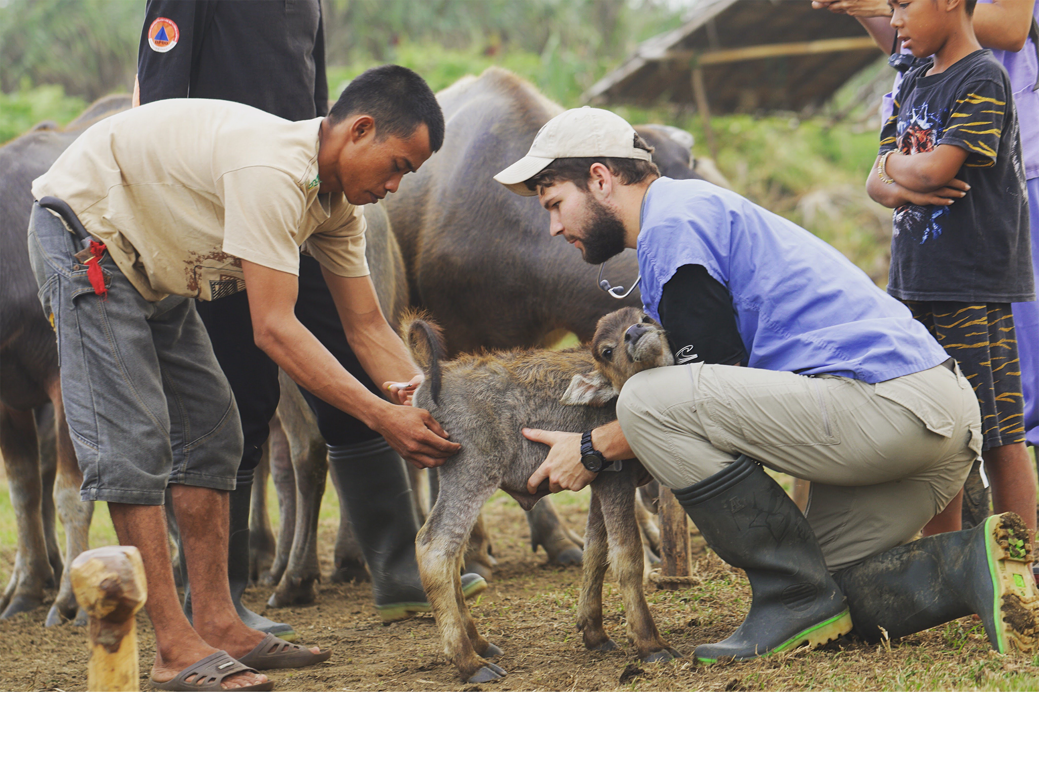 Cornell veterinary student and local community member with calf in Indonesia