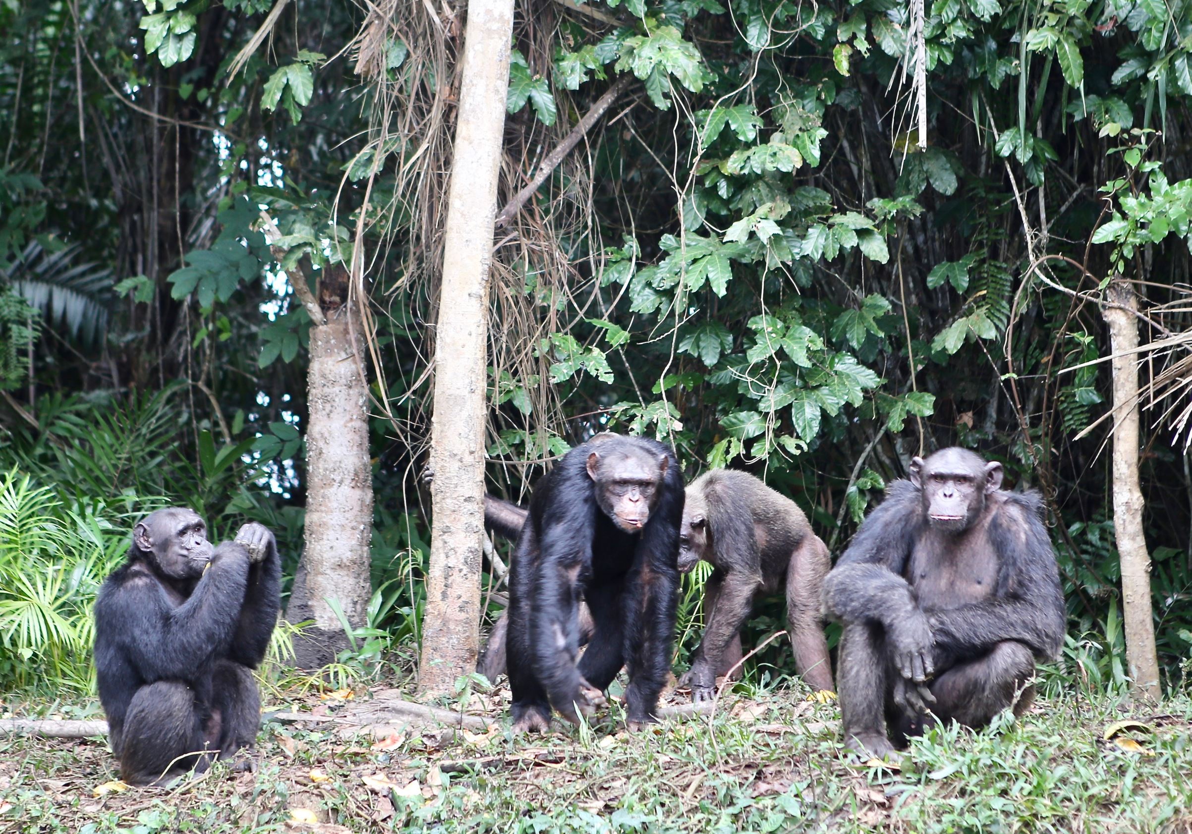 Chimpanzees shown relaxing together