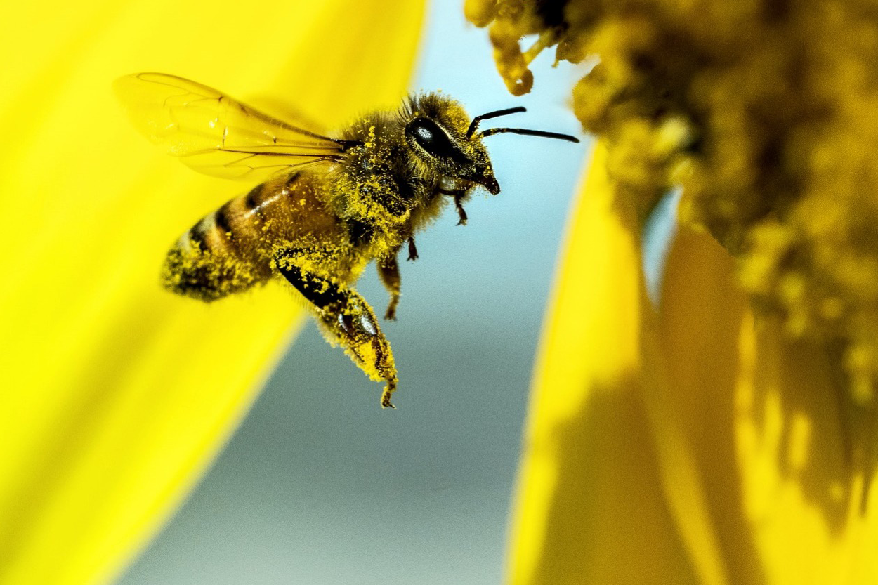 The Buzz on Bee Toxicology | Cornell K. Lisa Yang Center for Wildlife ...