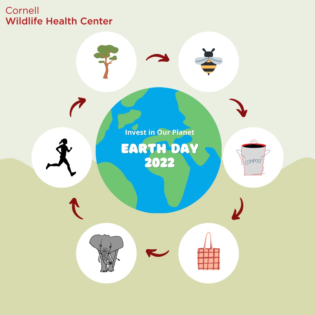 Earth Day infographic on actions we can take to help the planet