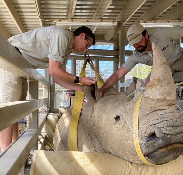 Matt Marinkovich treating a rhino