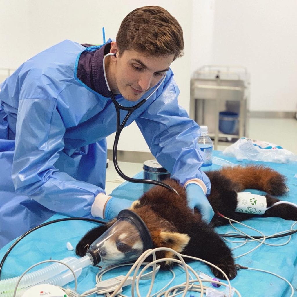 Zachary Dvornicky-Raymond examining Red Panda