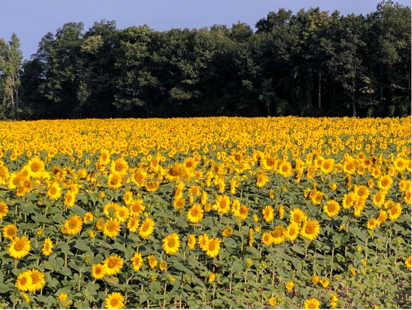 A field of Sunflowers by Karyn Bischoff