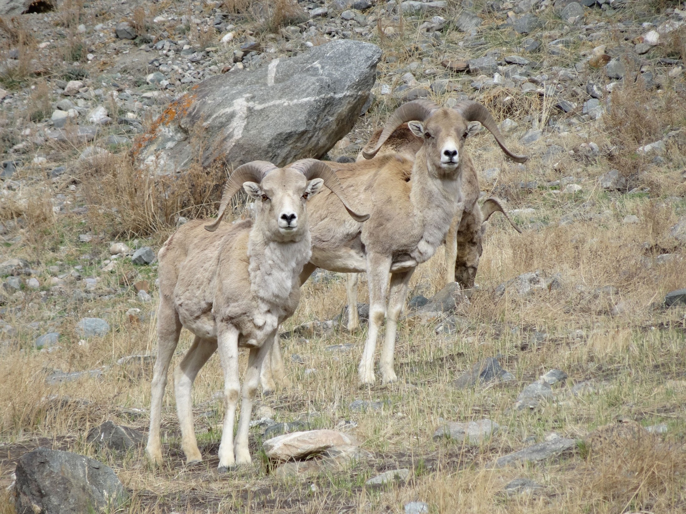A small herd of wild Argali