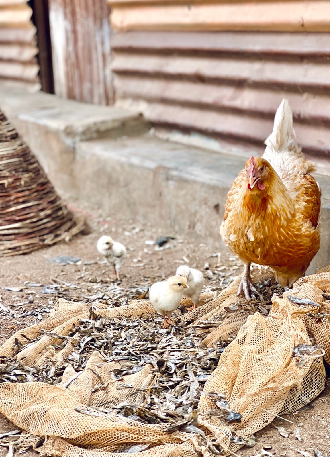 Hen chicken foraging on sun-dried dagaa (R. argentea) with her chicks in Homa Bay County, Kenya