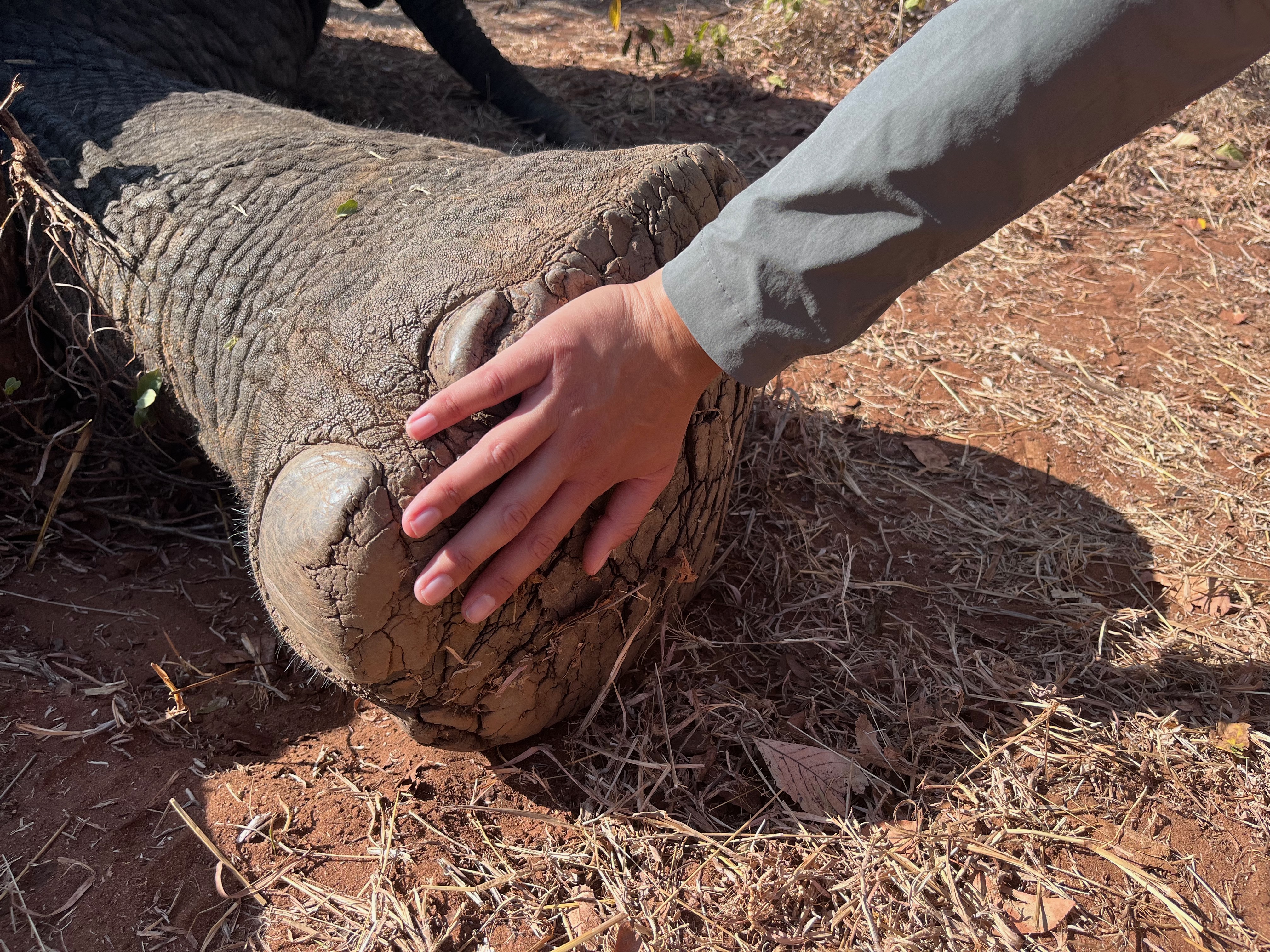 A student compares the size of her hand to a sedated wild elephant, taken while collaring the animal in Zimbabwe