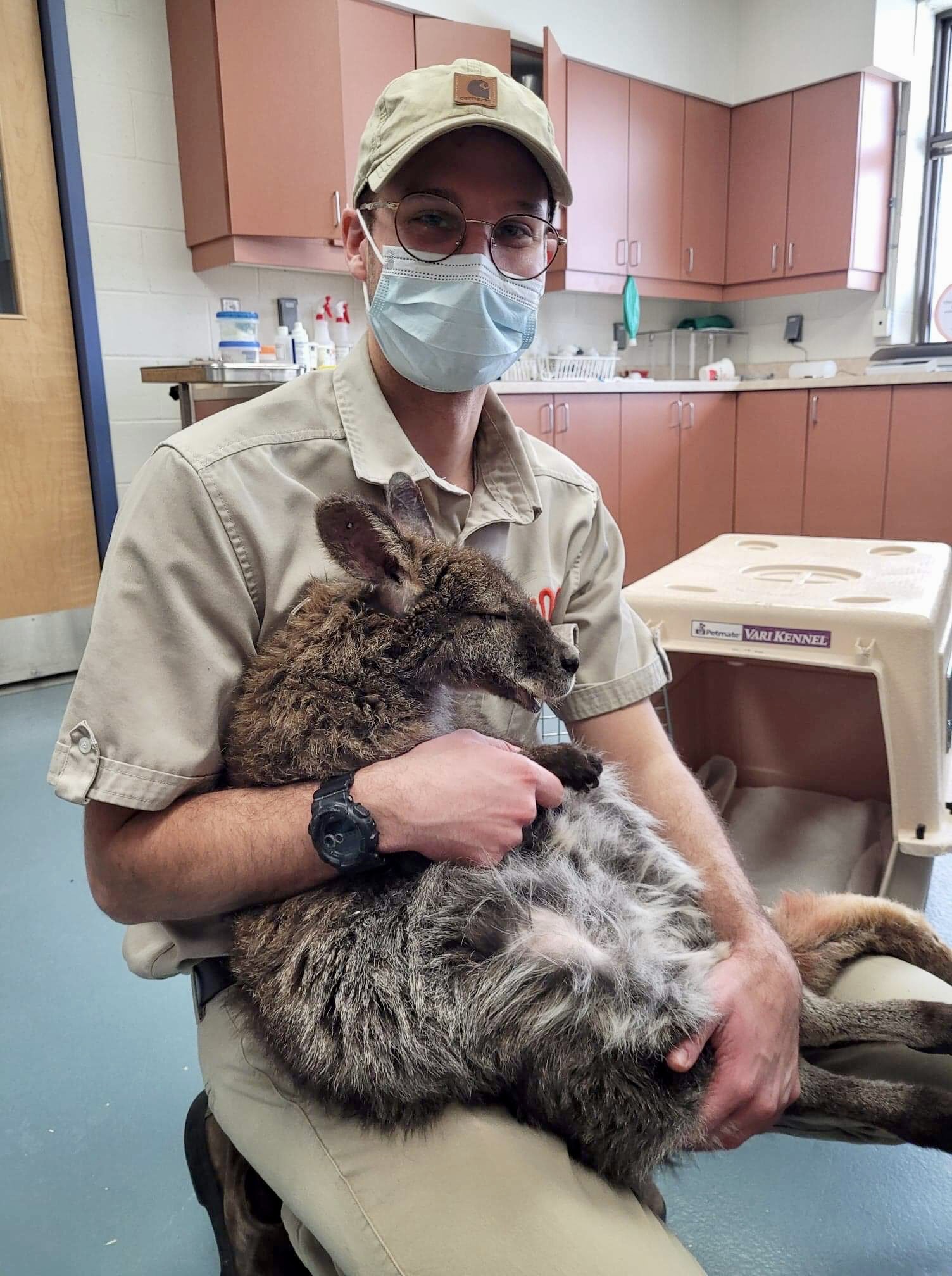 Ben Jakobek with a sedated Kangaroo