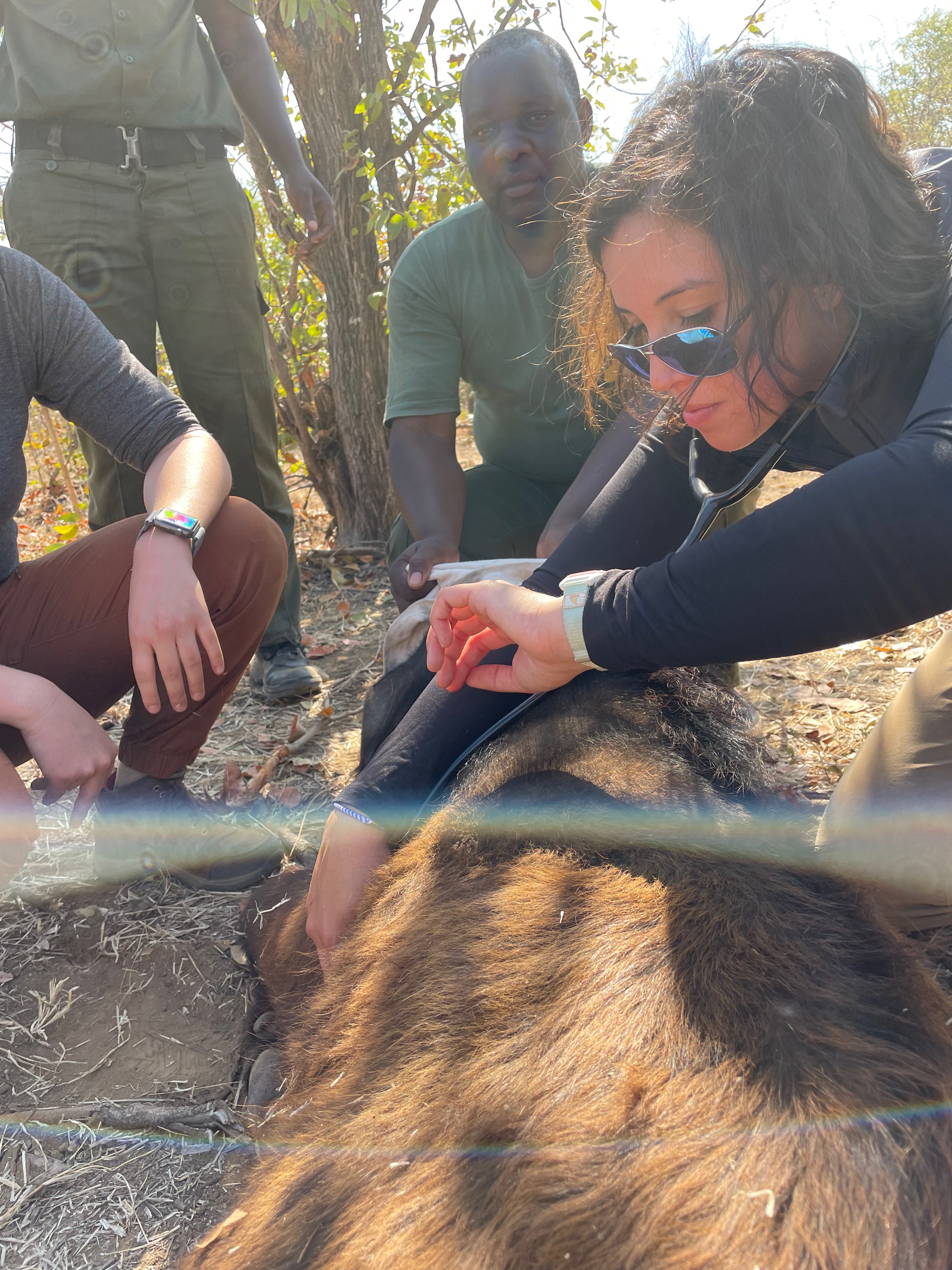 Carolina monitors vital signs during a de-snaring call for a buffalo calf, alongside VFWT staff and the Victoria Falls Anti-Poaching Unit.