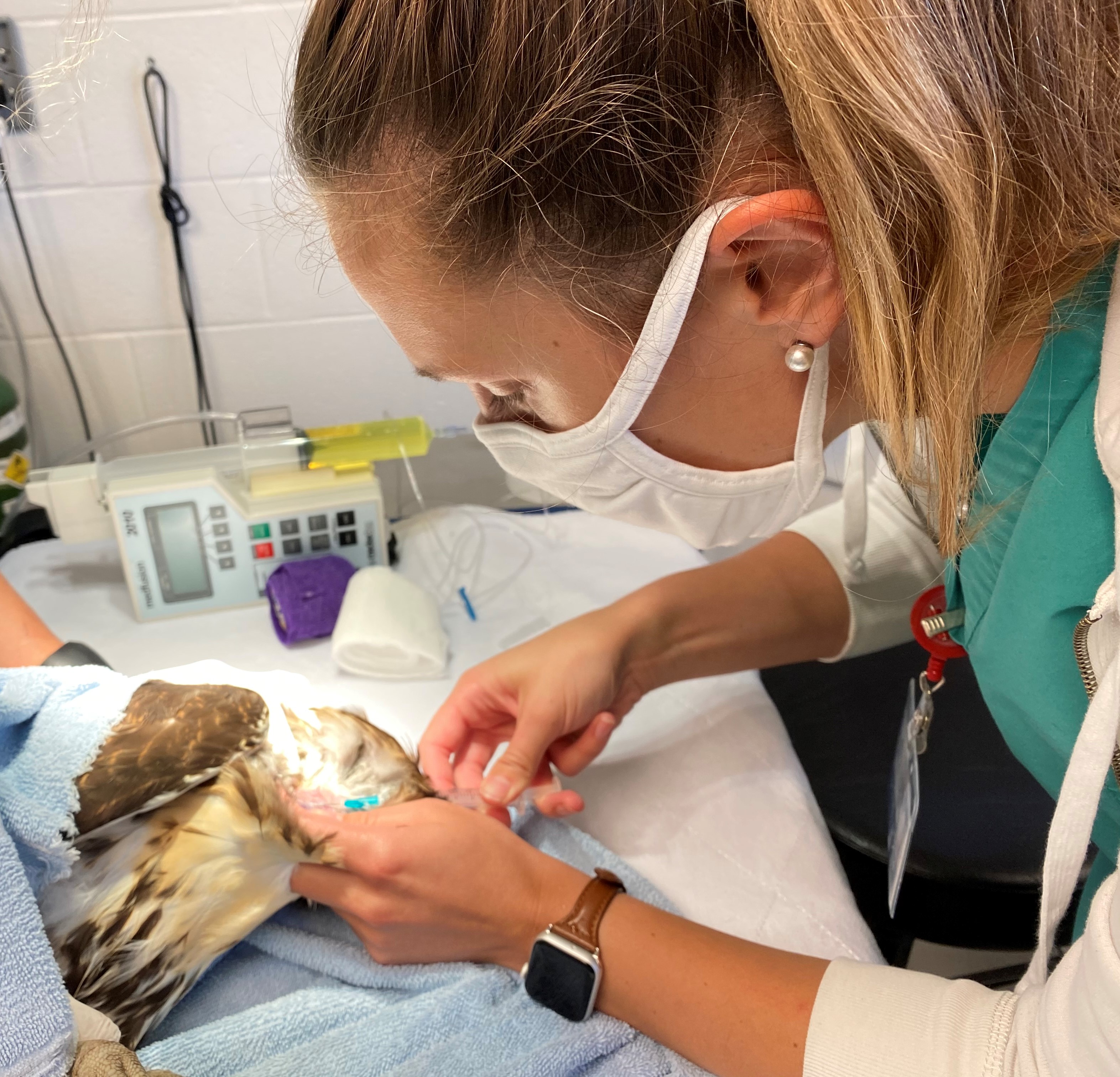 Dr. Melissa Hanson drawing blood from red-tailed hawk