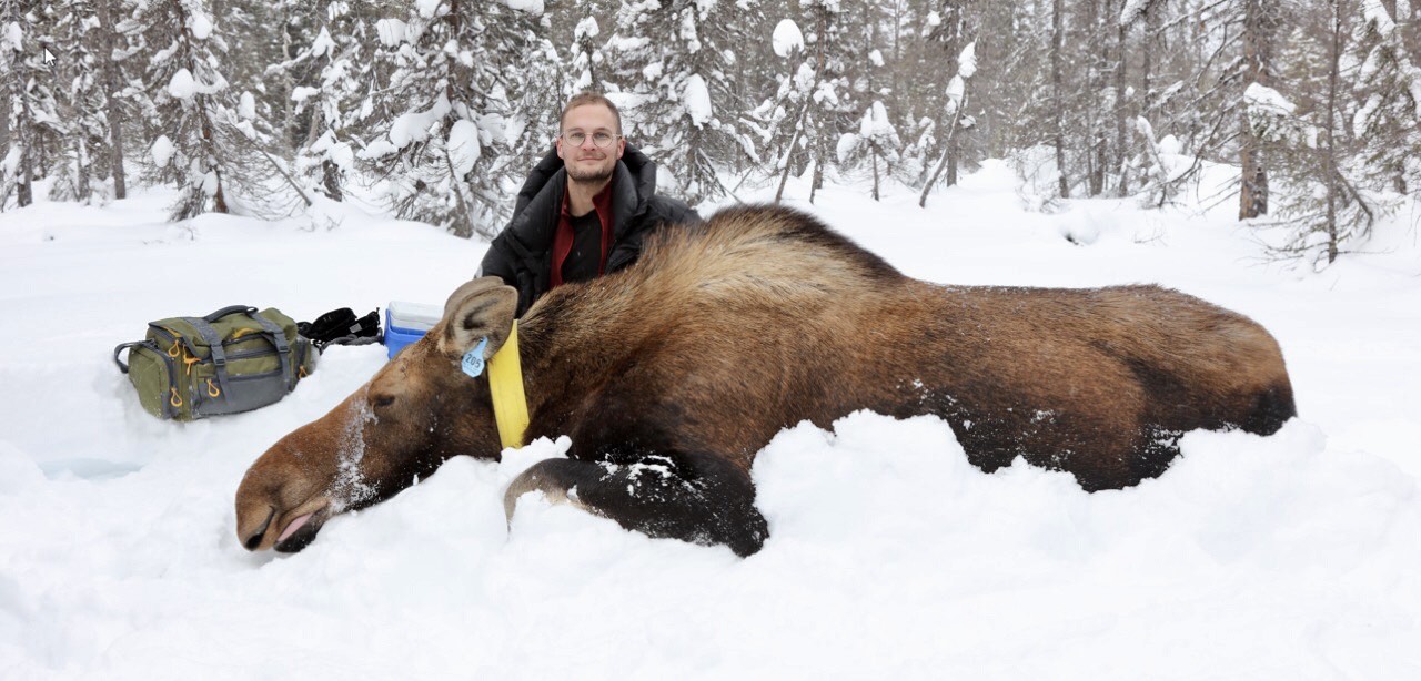 Dr. Ben Jakobek with a moose
