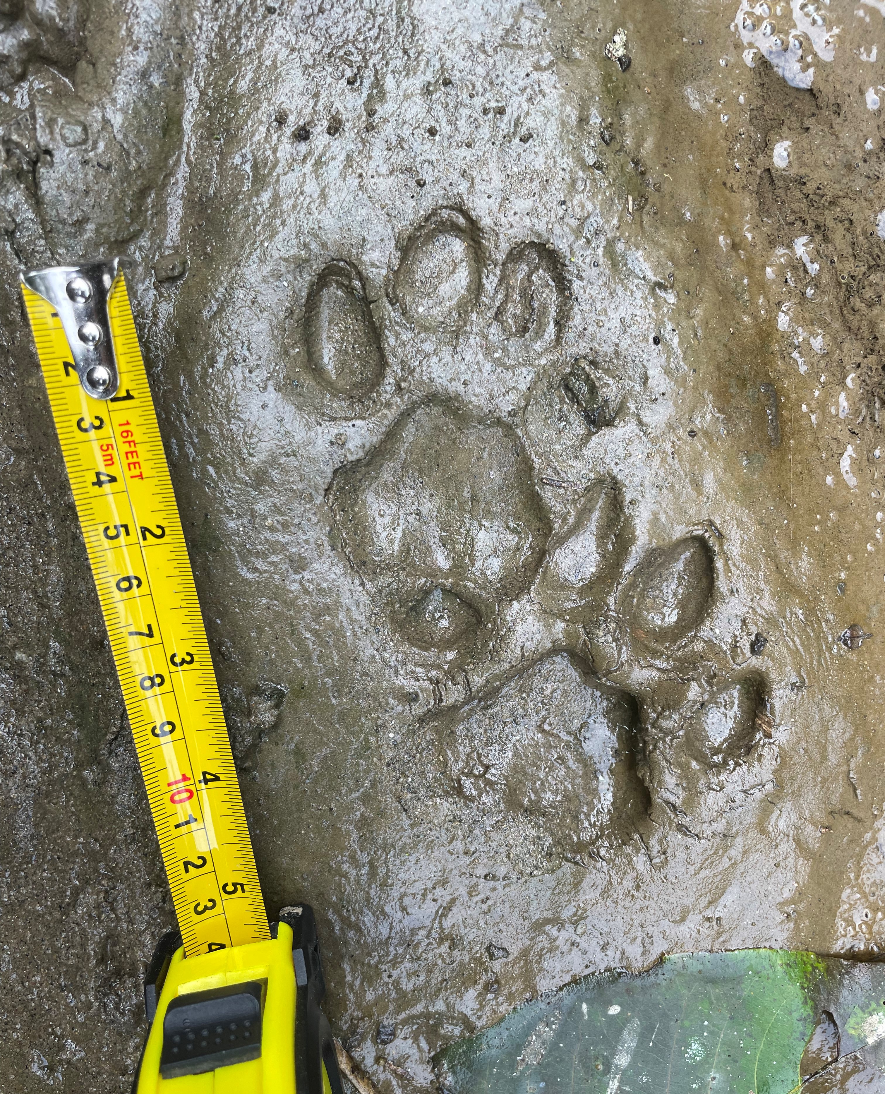 Dhole tracks with measuring tape by Martin Gilbert 