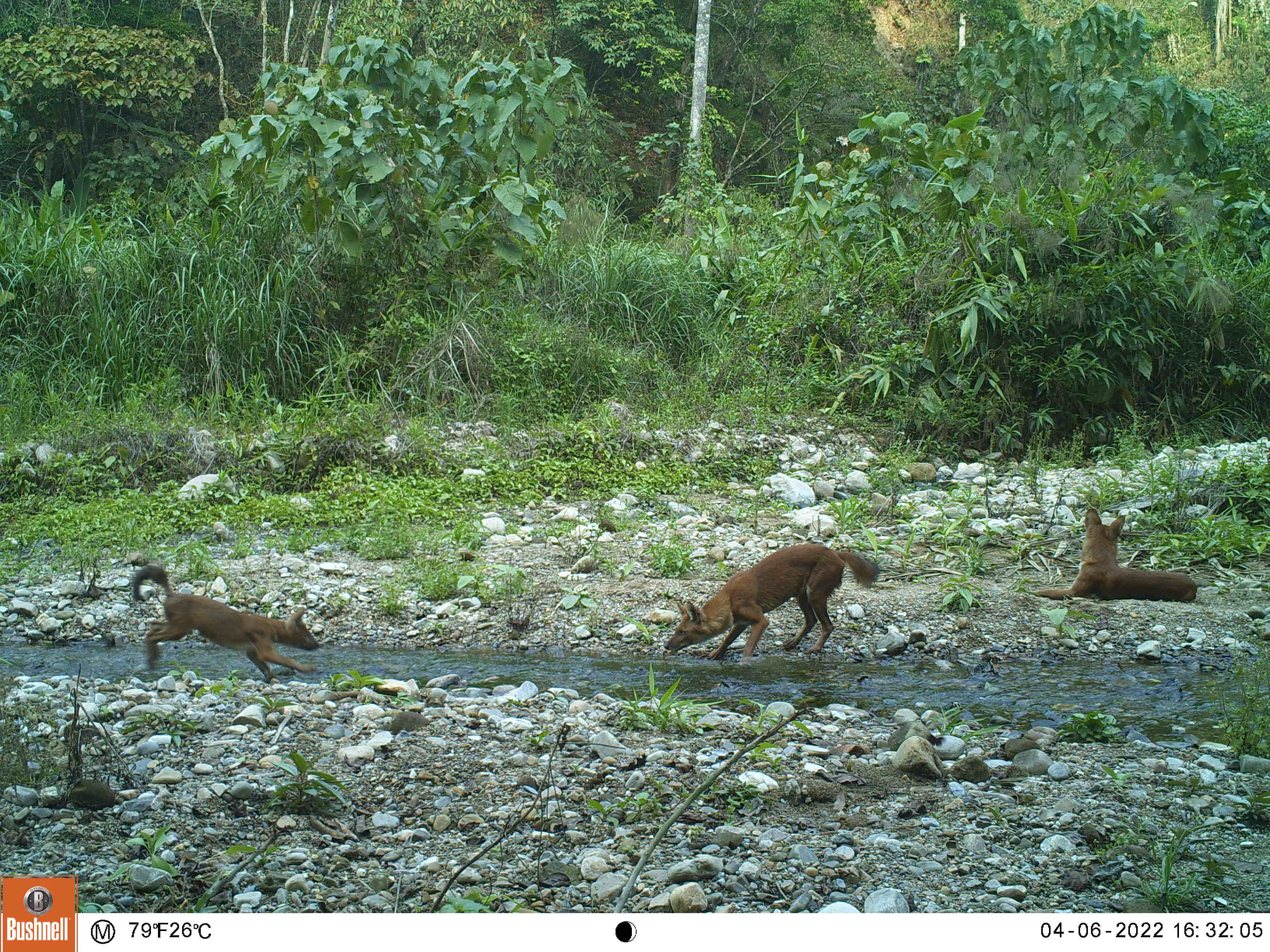 Asian wild dogs or dholes (adult and pups) from a camera trap photo in Nepal