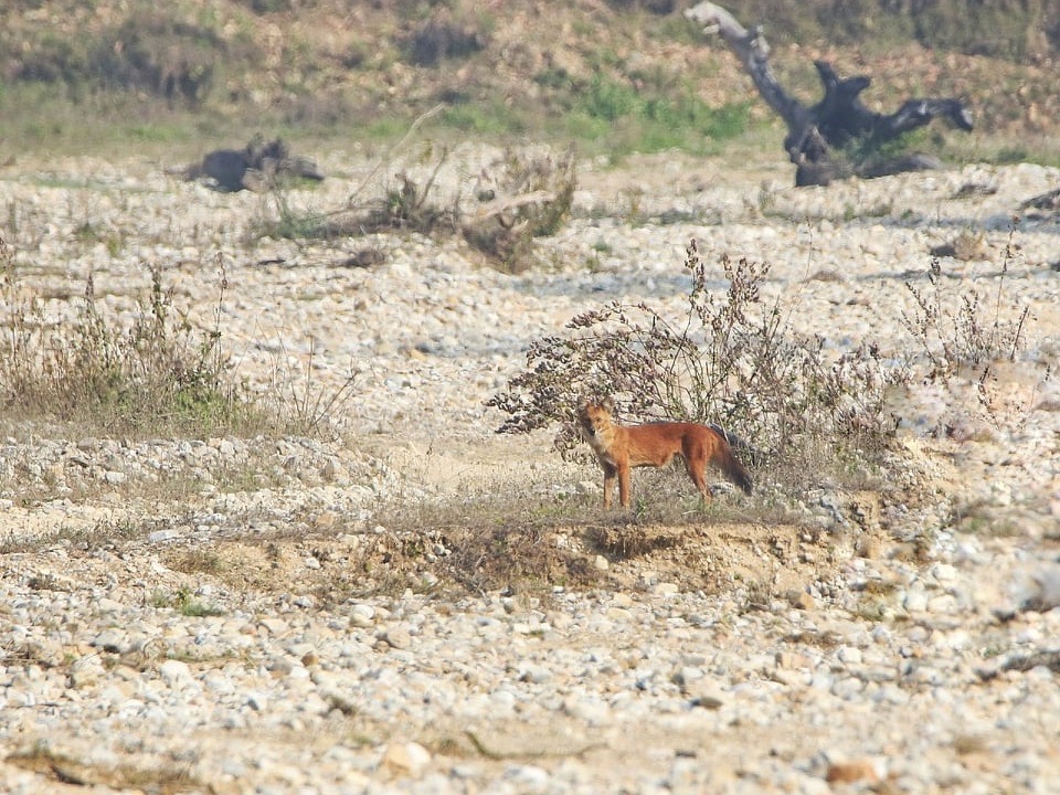 Asian wild dogs or dhole shown in native habit.