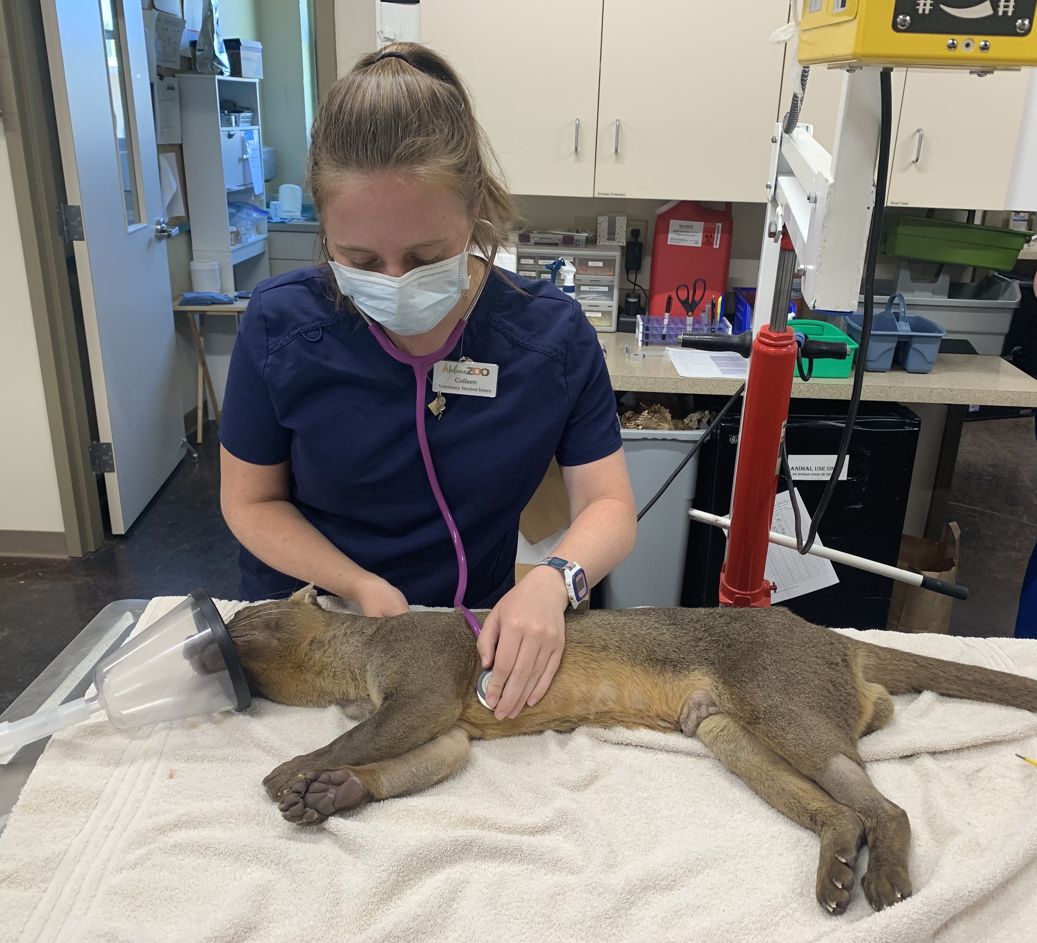 Colleen Sorge with examining a fossa at Abilene Zoo.