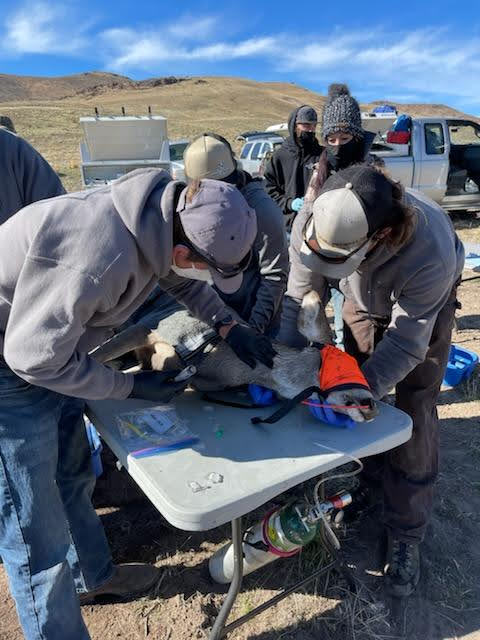 Dr. Nate LaHue and colleagues examine a sedated deer.