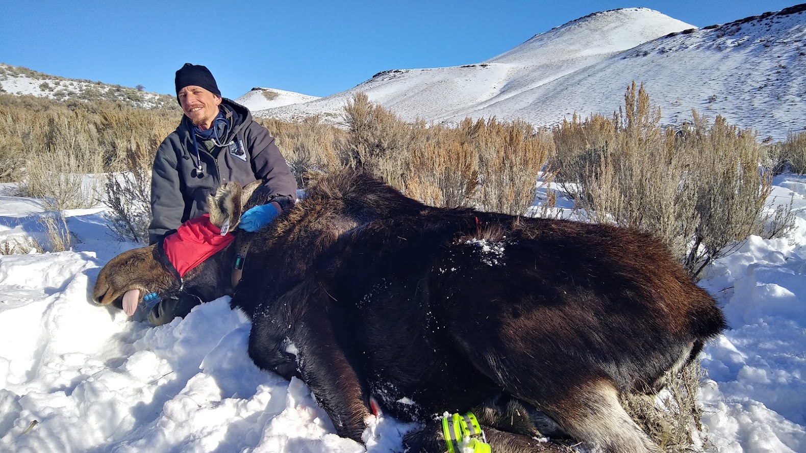 Dr. Nate LaHue with first moose captured in Nevada history.