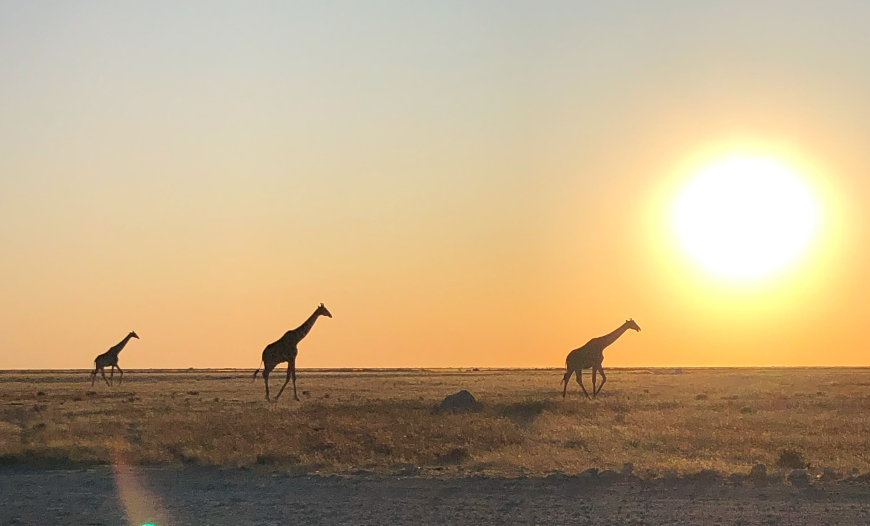 Three giraffes walking on the plains during sunset