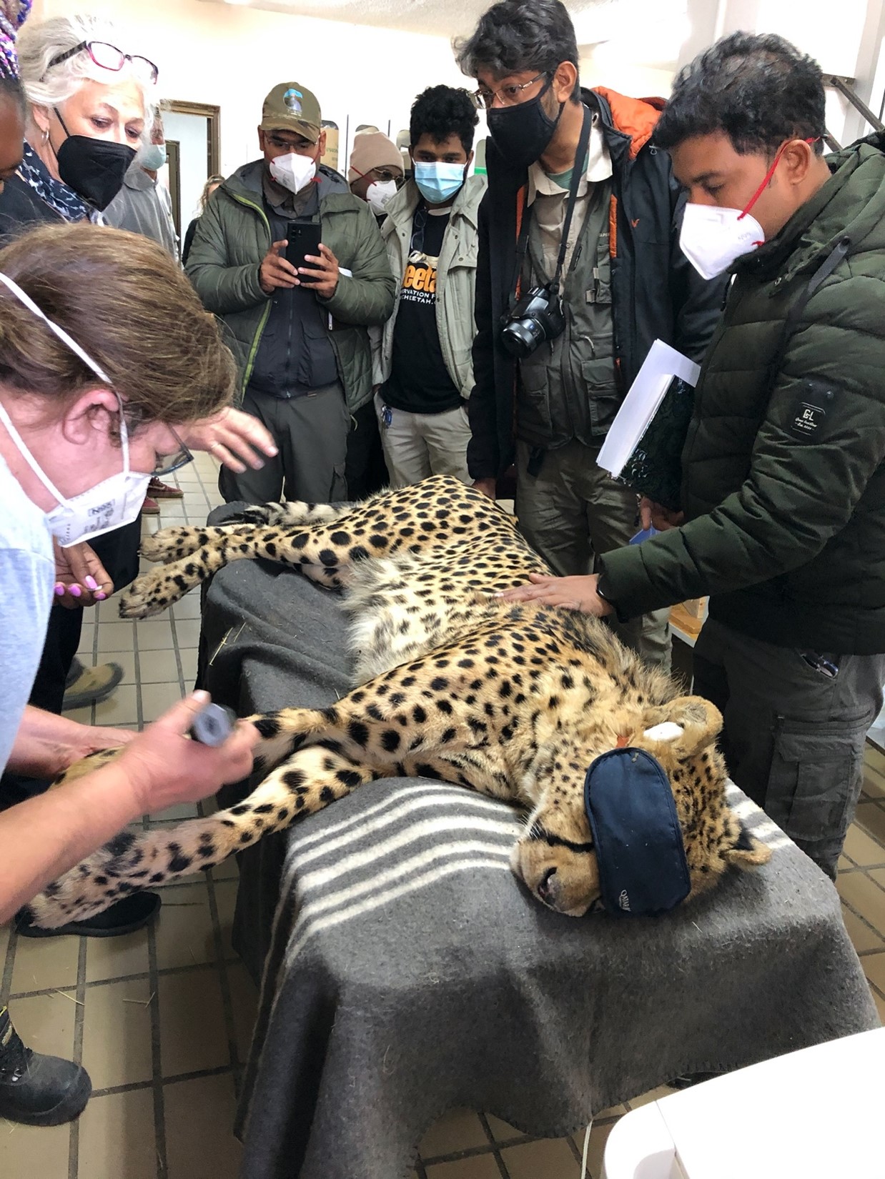 Sarah Abdelmessih examining a sedated wild cheetah with a group from India.