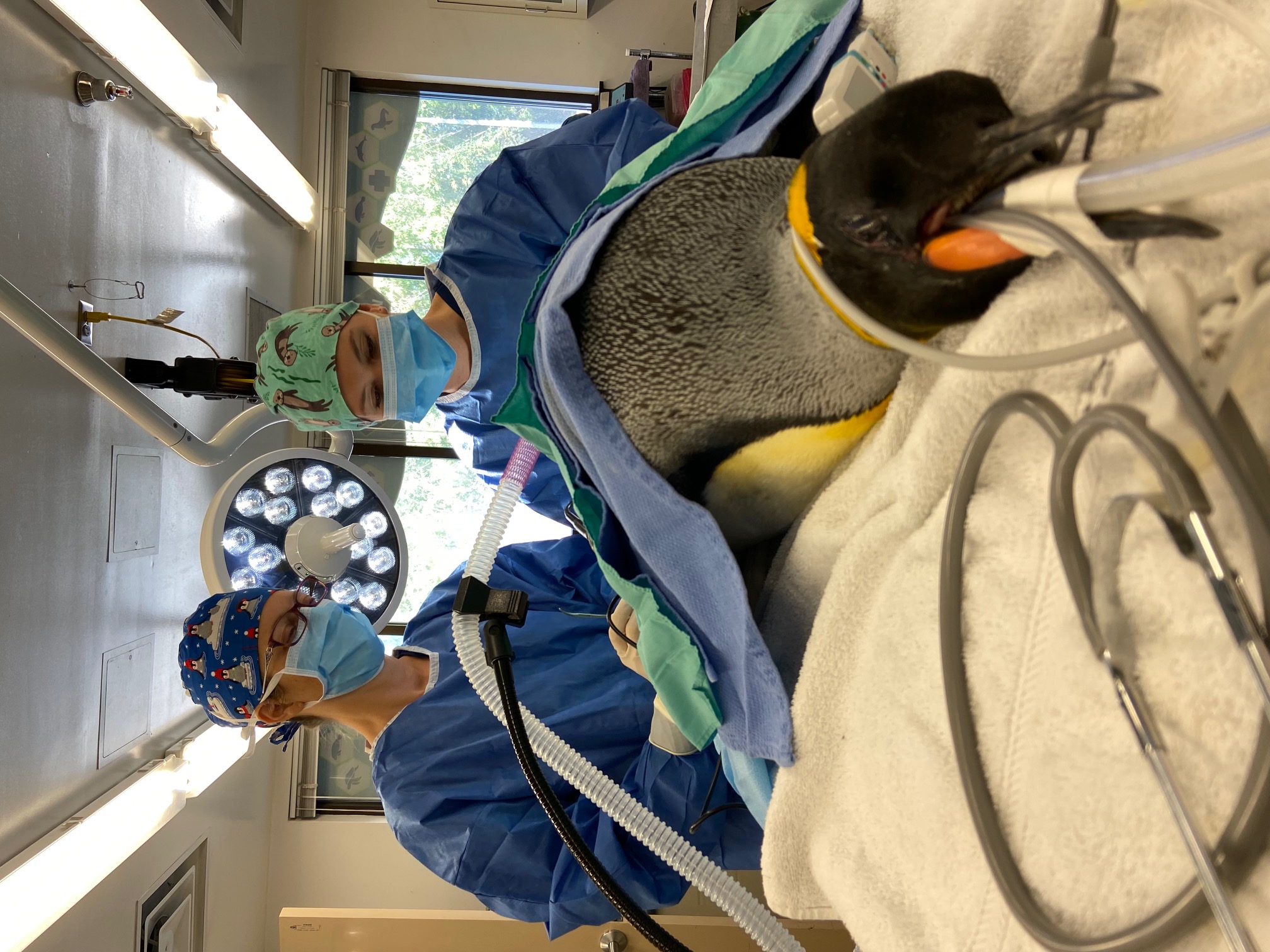 Tatiana and another vet examine a sedated penguin in a surgical setting.