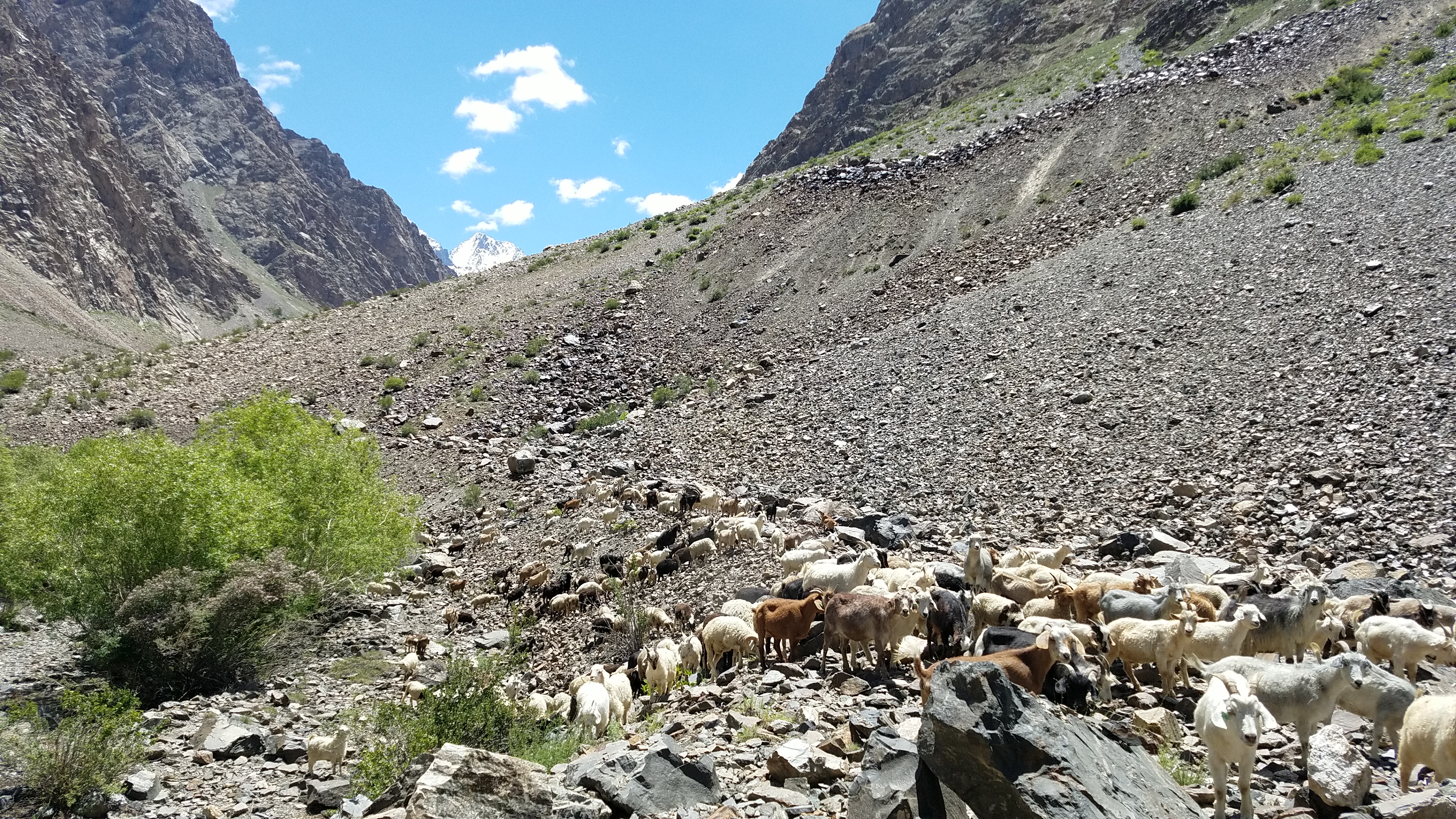 Domestic sheep and goat grazing in the summer pastures in Tajikistan
