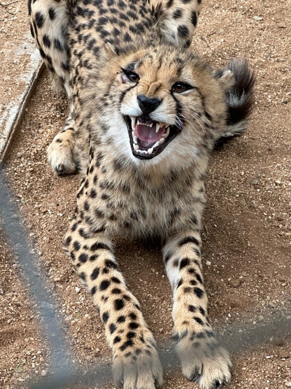 Cheetah cub by Stacy Kaneko.