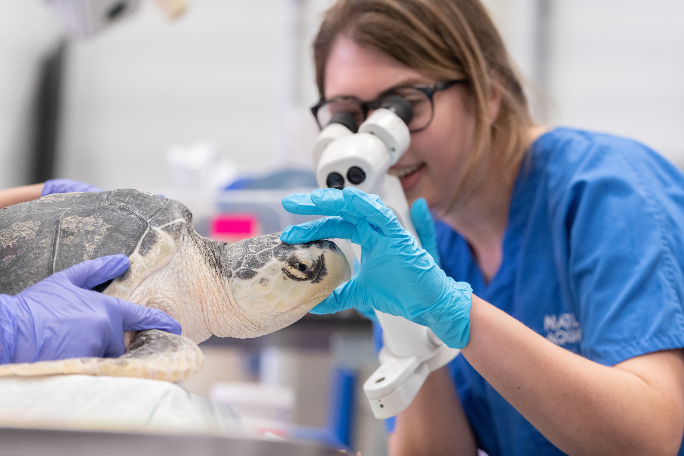Sarah Balik examines a sea turtle.