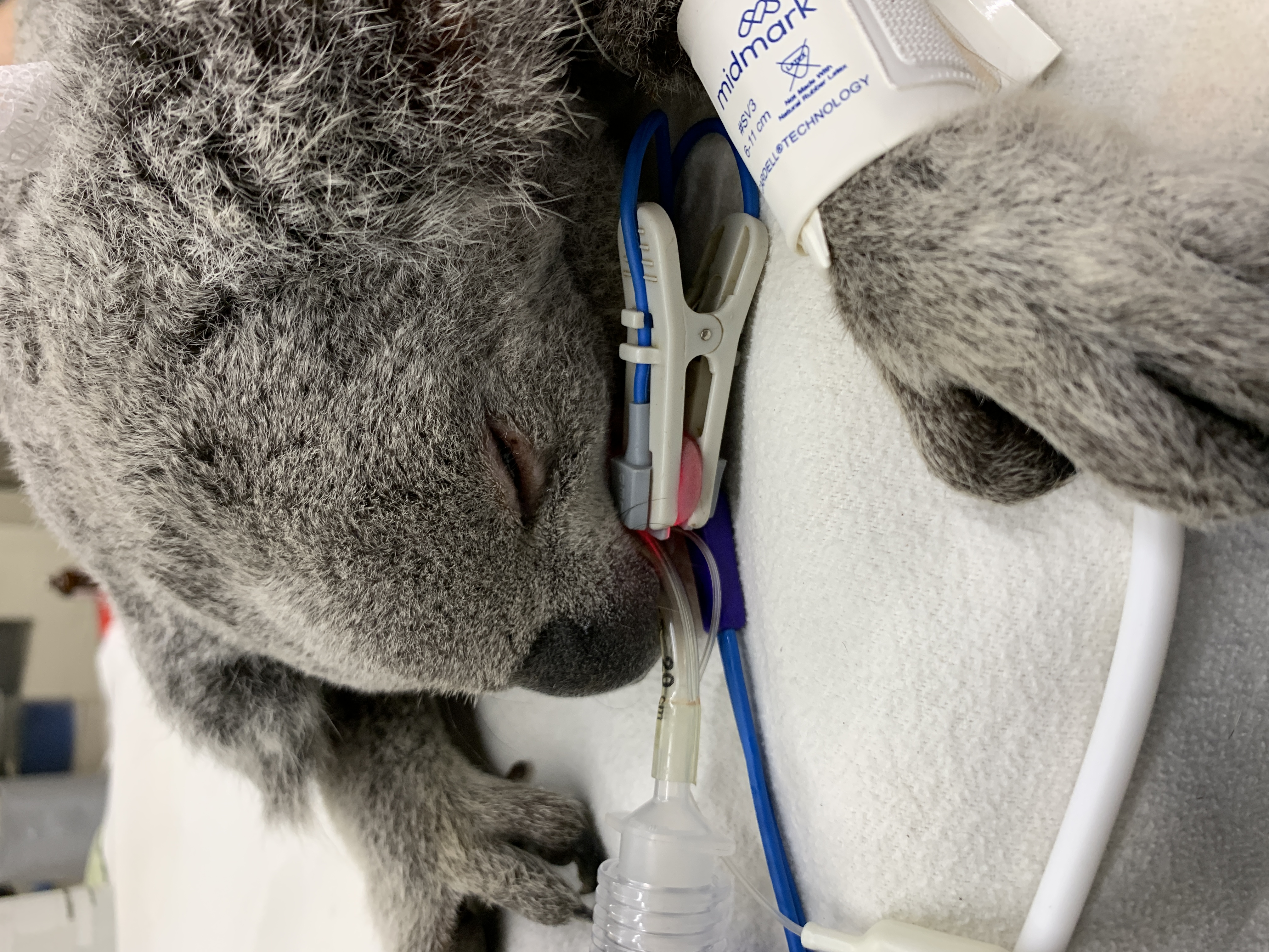 A koala receiving her preventative medicine examination