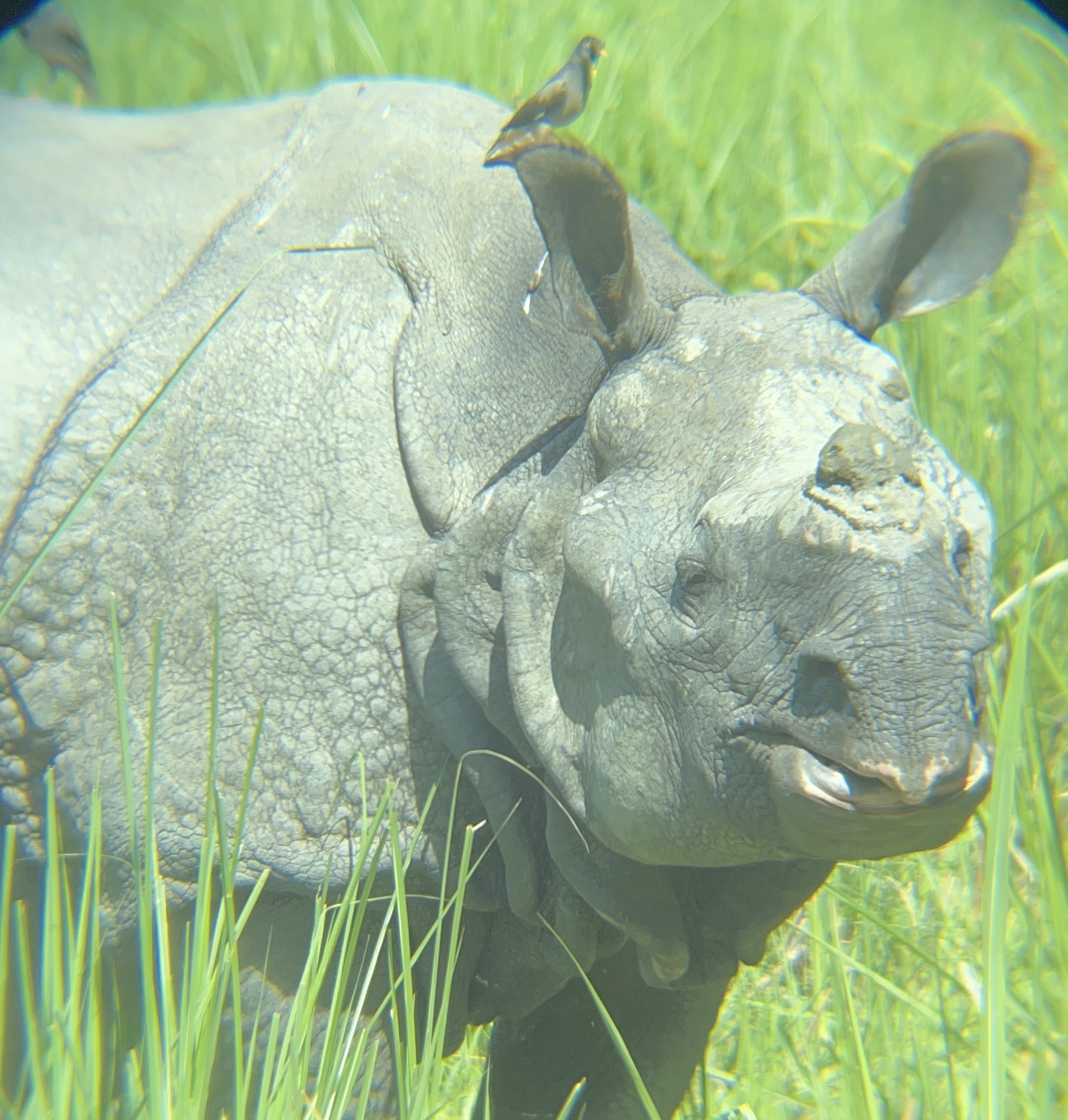 A greater one-horned rhino in Chitwan