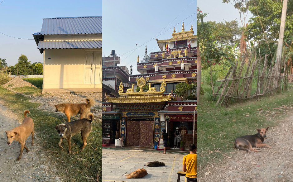 Collage of free-roaming dogs in Chitwan