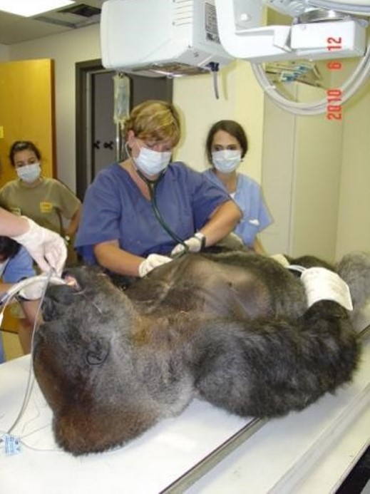 Hayley Murphy conducting a procedure with a gorilla