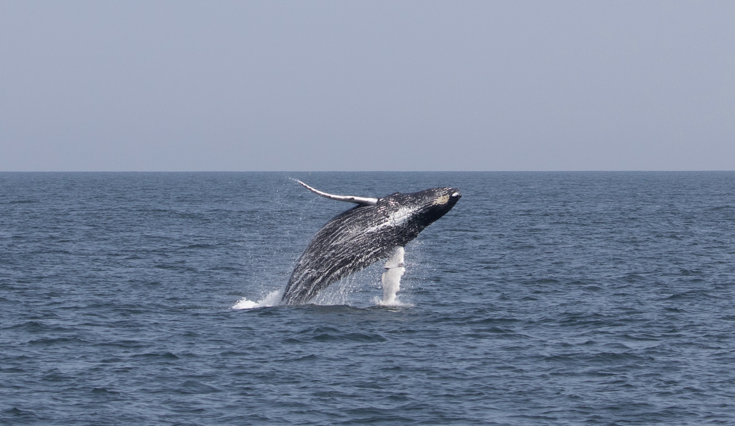 Humpback Whale calf breaching off Cape Cod, MA by Andrea Spence/ © IFAW under NMFS ESA/MMPA Permit No.24359