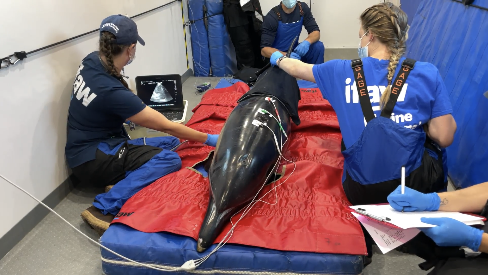 A common dolphin (Delphinus delphis) receiving a thorough health exam Andrea Spence/ © IFAW