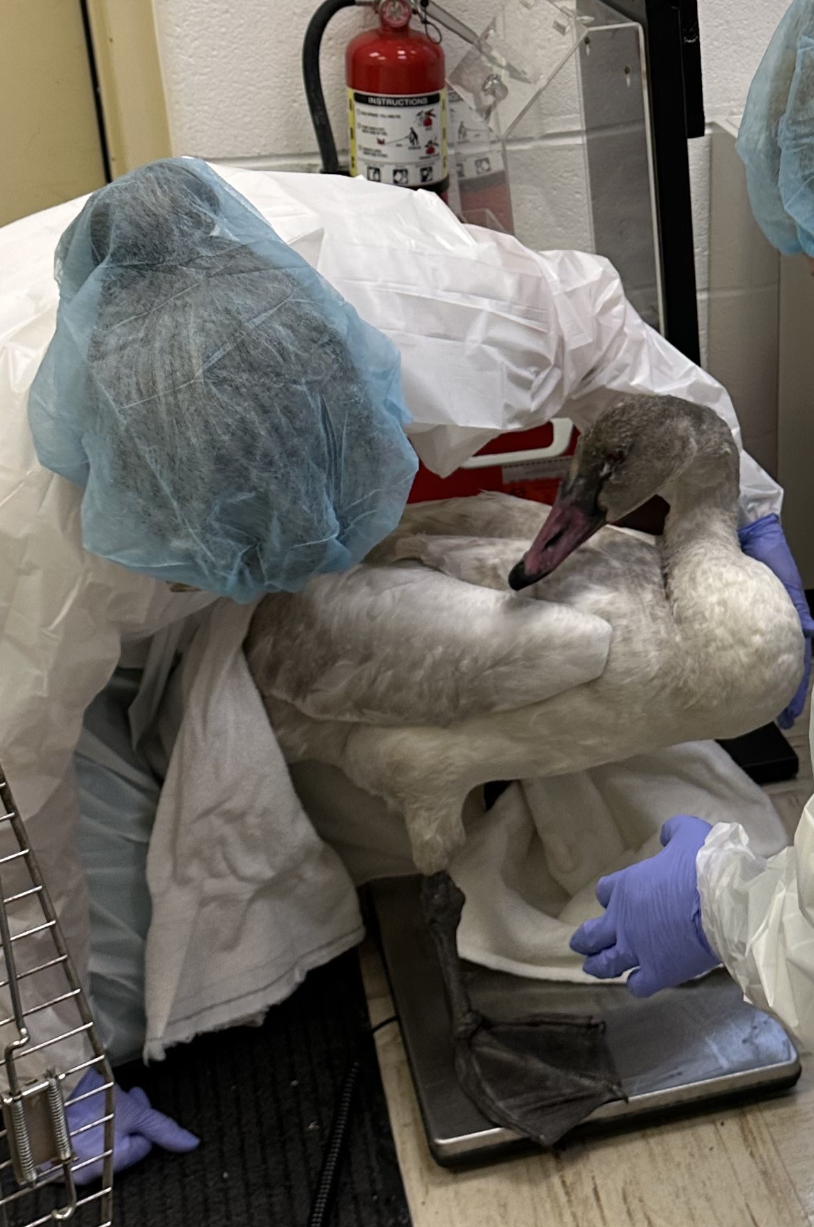Members of the wildlife hospital in PPE shown treating a swan.