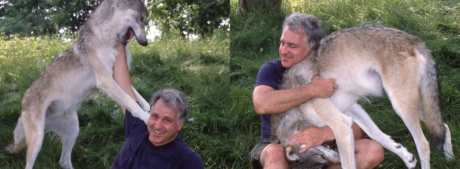 Bill Konstant and captive wolf named "Eric," shown wrestling.