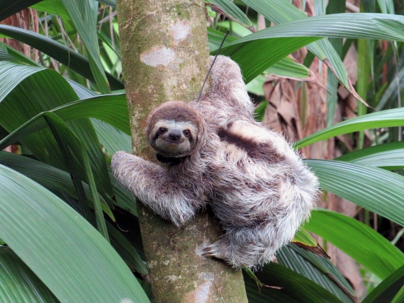 Costa Rica sloth with tracking collar shown in a tree