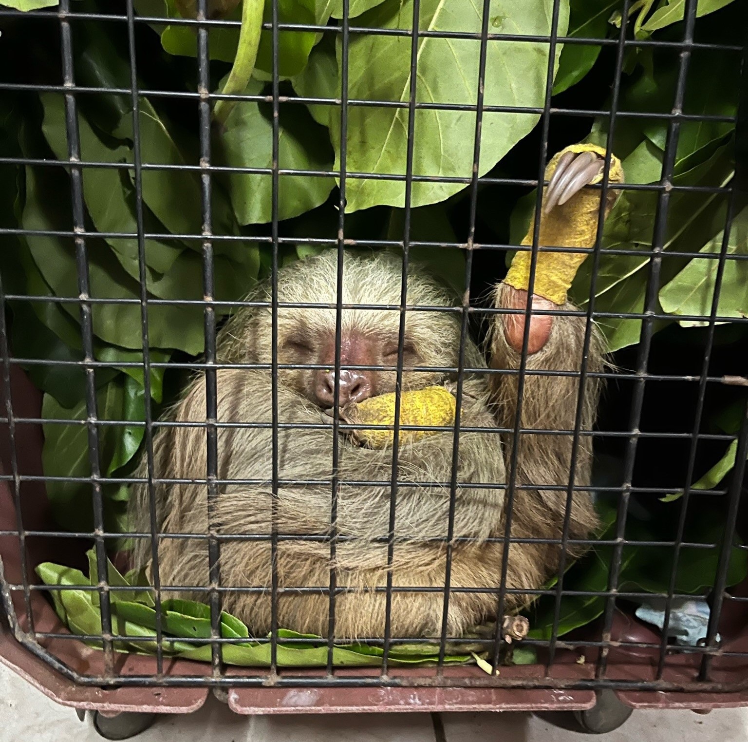 Costa Rica sloth shown with bandages and resting in cage