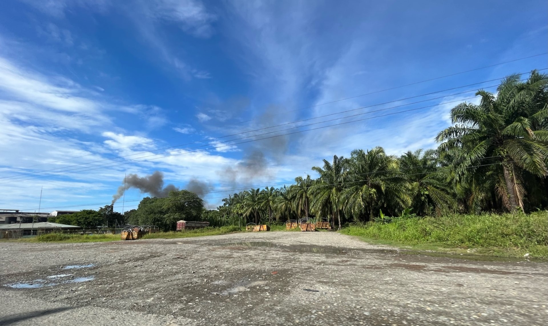 Costa Rica palm oil plantation