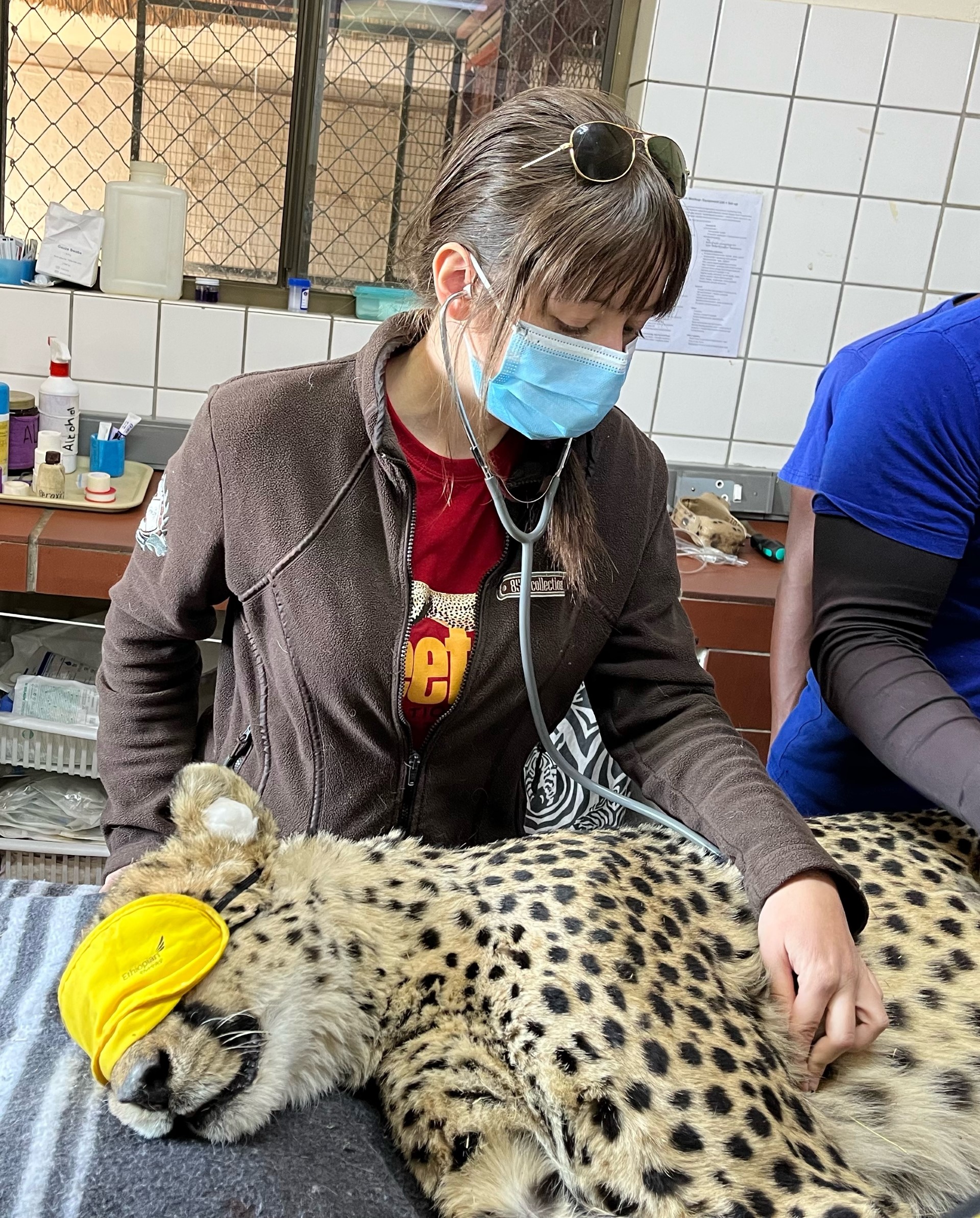 Monitoring a wild cheetah’s anesthesia during examination. Photo: Vistoria Tuhemwe